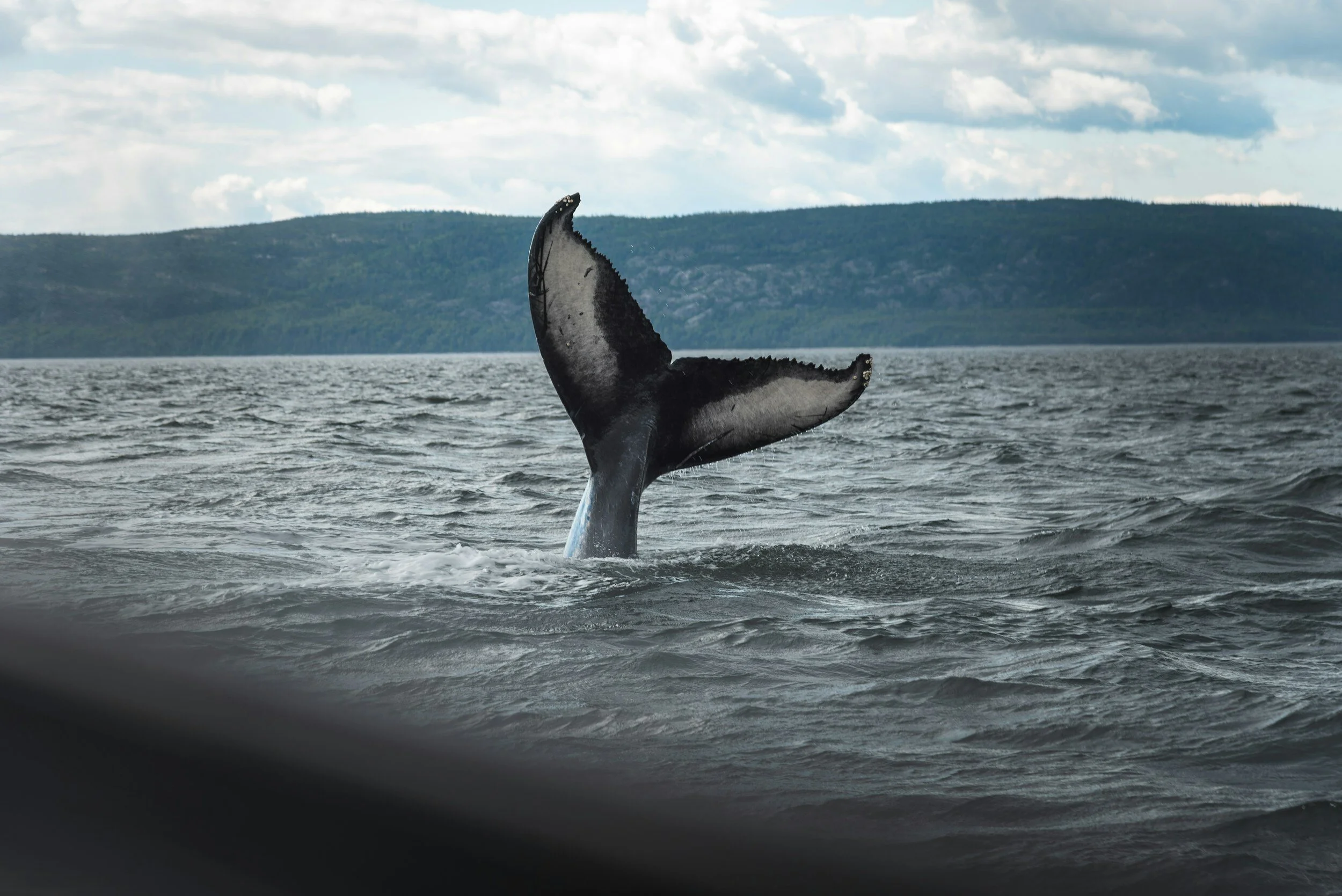 Whale tail emerging from ocean water with distant shoreline and cloudy sky.