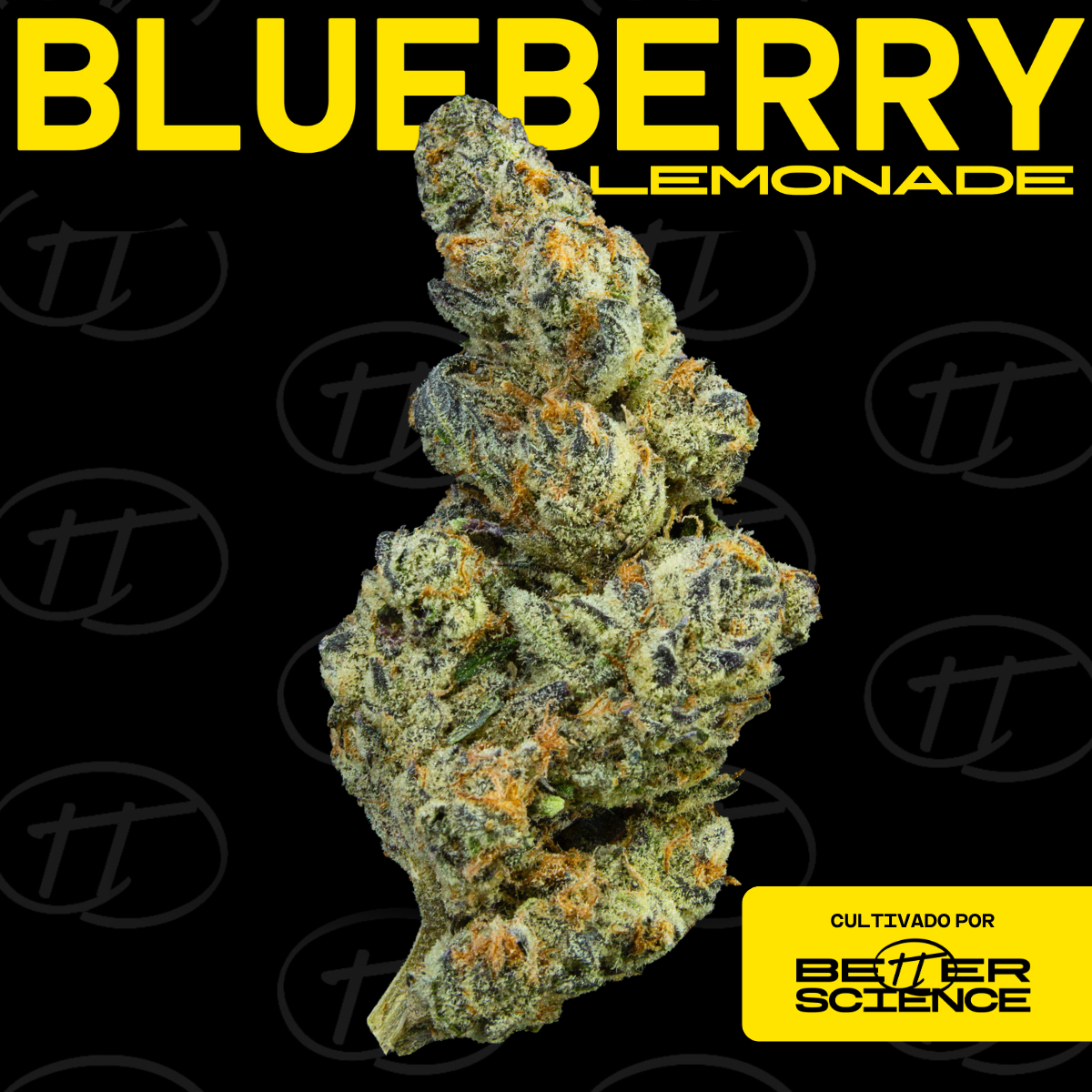 Blueberry Lemonade es una flor vibrante, ideal para pacientes que buscan un boost de ánimo con claridad mental. Su perfil cítrico-dulce crea una experiencia fresca para uso diurno y momentos creativos.