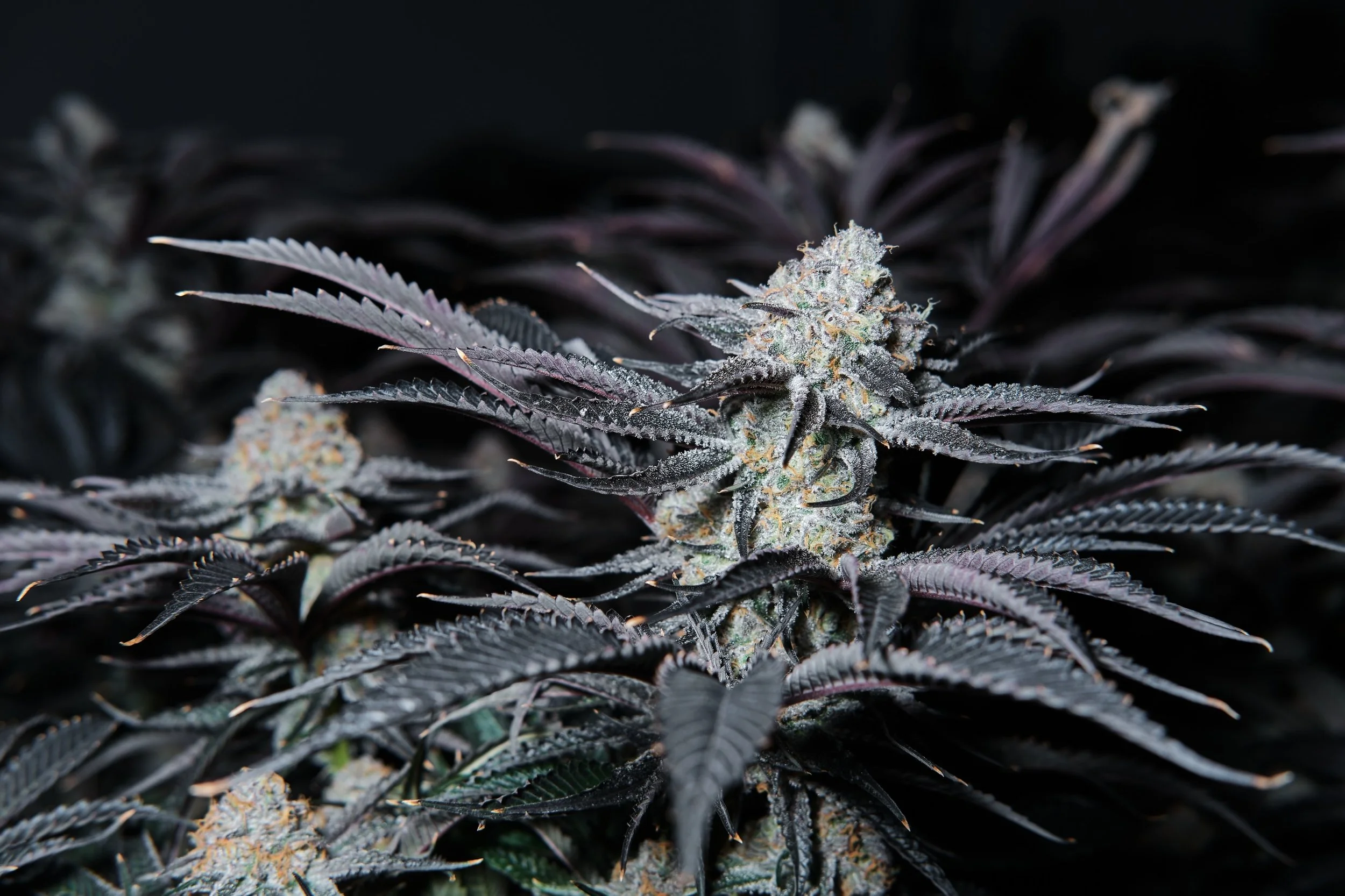 Growing Better Everyday 
#throwbackthursdayy #betterflowers #wegrowbetter 💨🚀