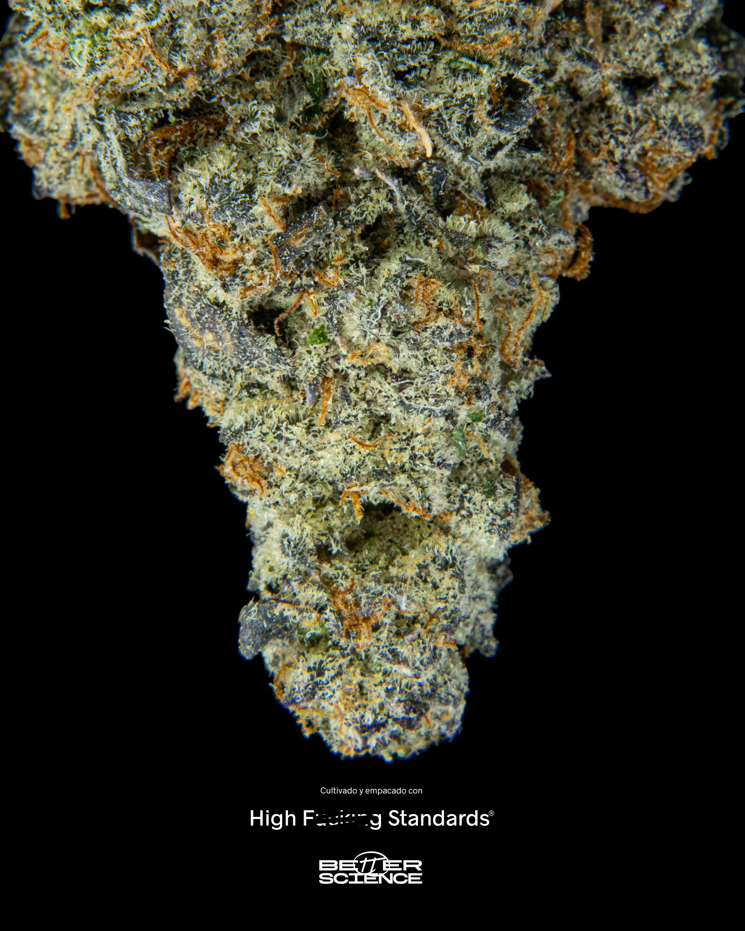 Blueberry Lemonade &mdash; Cultivado con High FKN Standards #wegrowbetter #betterchoices 
#nothingforsale  Nada a la venta 🚫