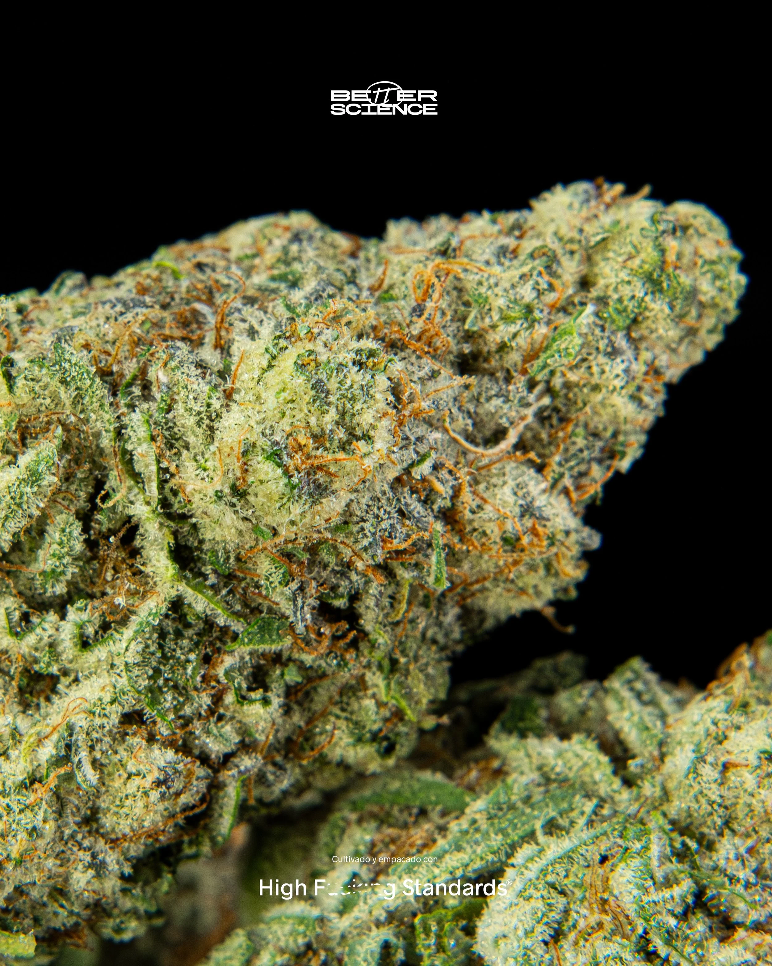 BITTER ORANGE 🍊 
Cultivado con High F*cking Standards 🔝 
#wegrowbetter #betterflowers 

🌀Perfil: Limoneno, Mirceno, Linalool, tans-Nerolidol, Humuleno. 

Conozca m&aacute;s sobre estos terpenos en nuestra p&aacute;gina web. 

↗️ Contiene TH&cent; 