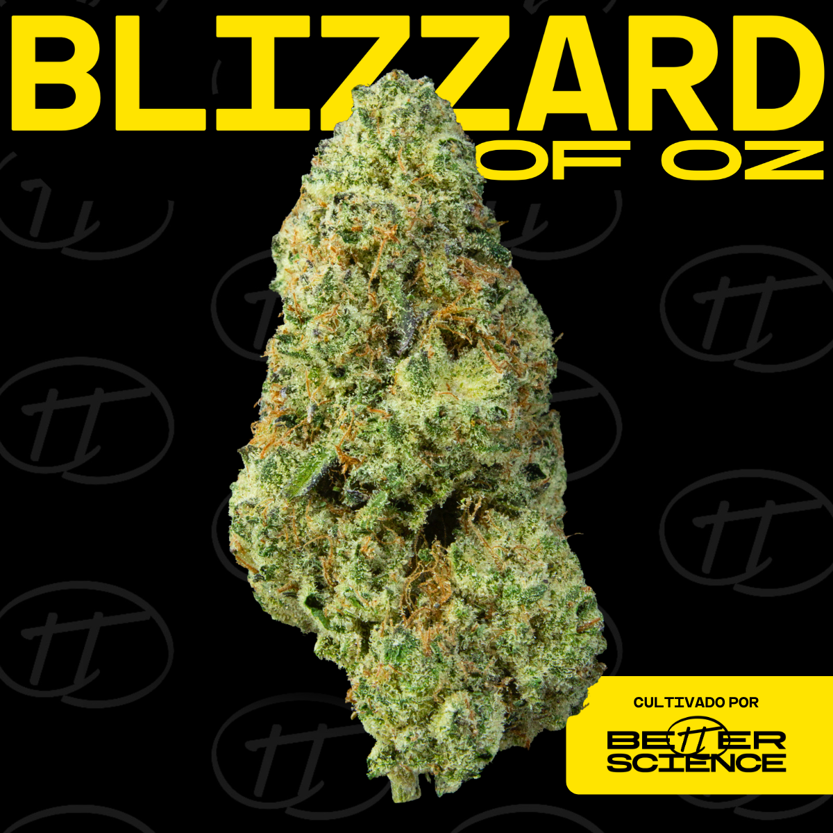 Blizzard of Oz ofrece una experiencia balanceada que se inclina a la relajación mental y corporal. Su aroma combina notas cítricas y especiadas que reduce la tensión.