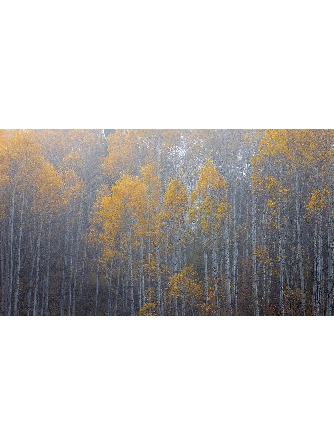 Insta-3x4-Scenes-Golden-Veil.jpg