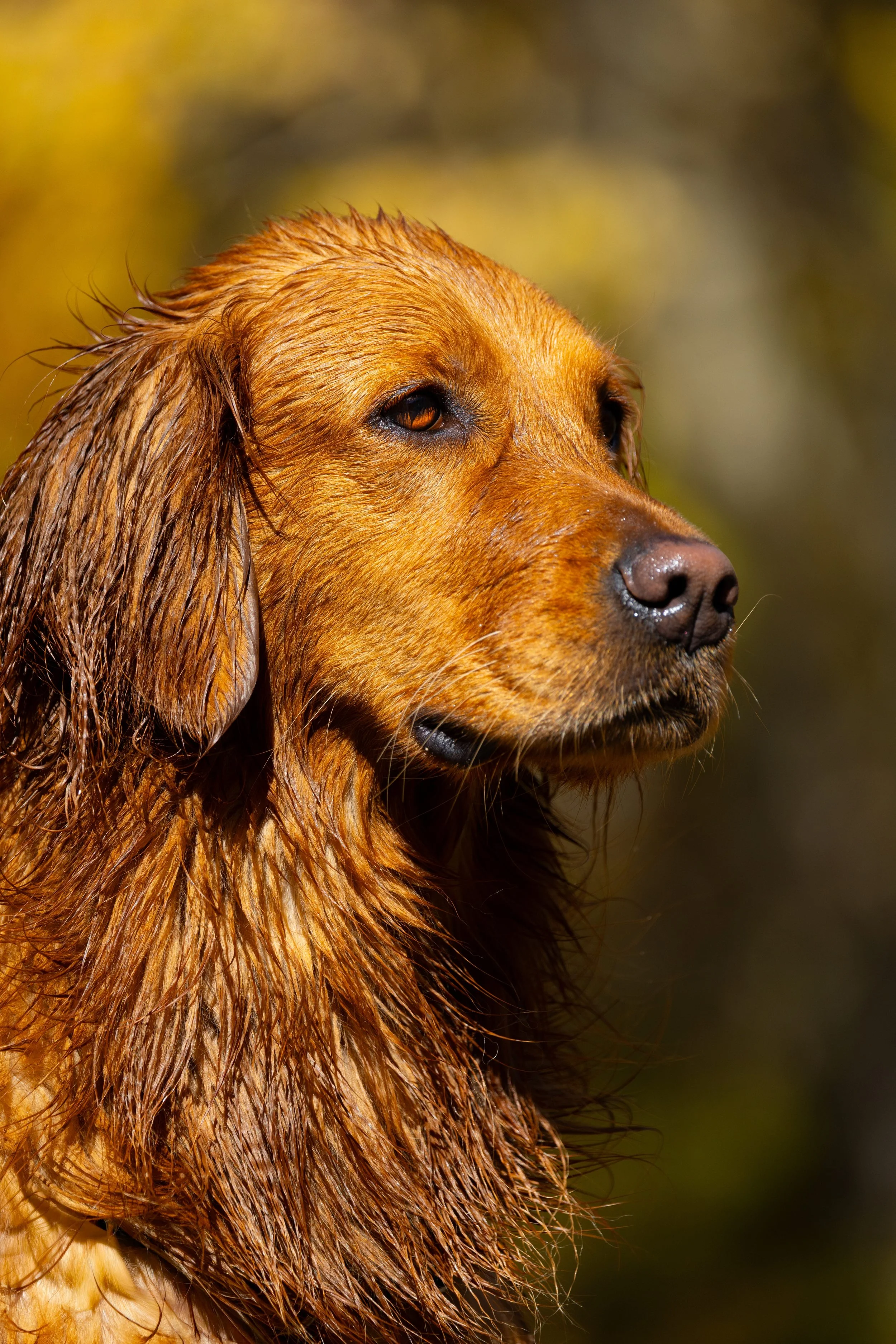 Hersh-Website-1.jpeg