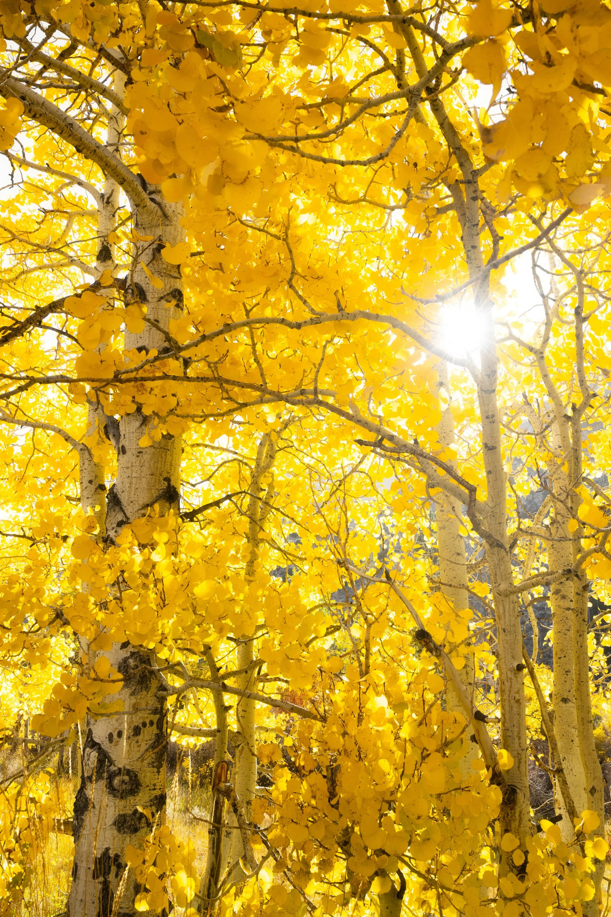 Orton-Aspens-4.jpeg