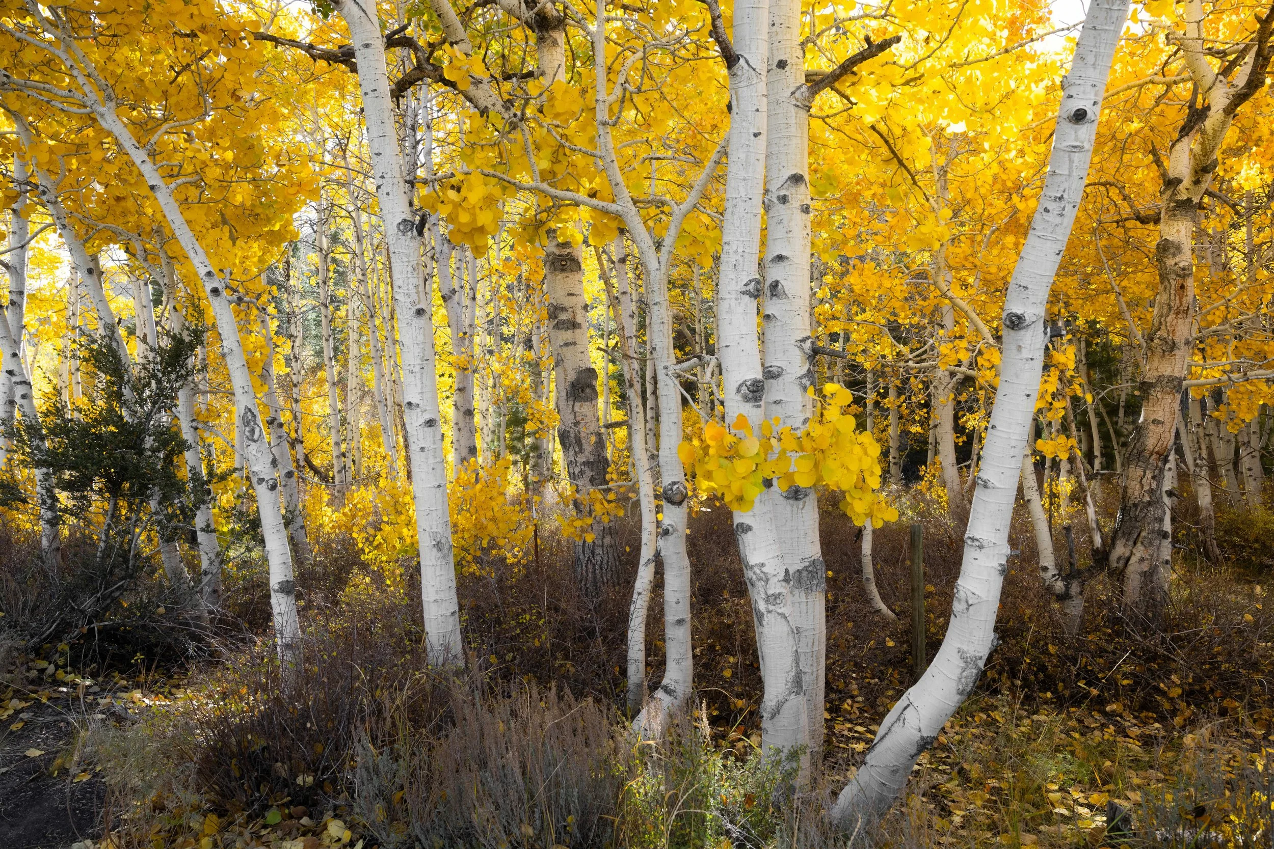 Orton-Aspens-1.jpeg