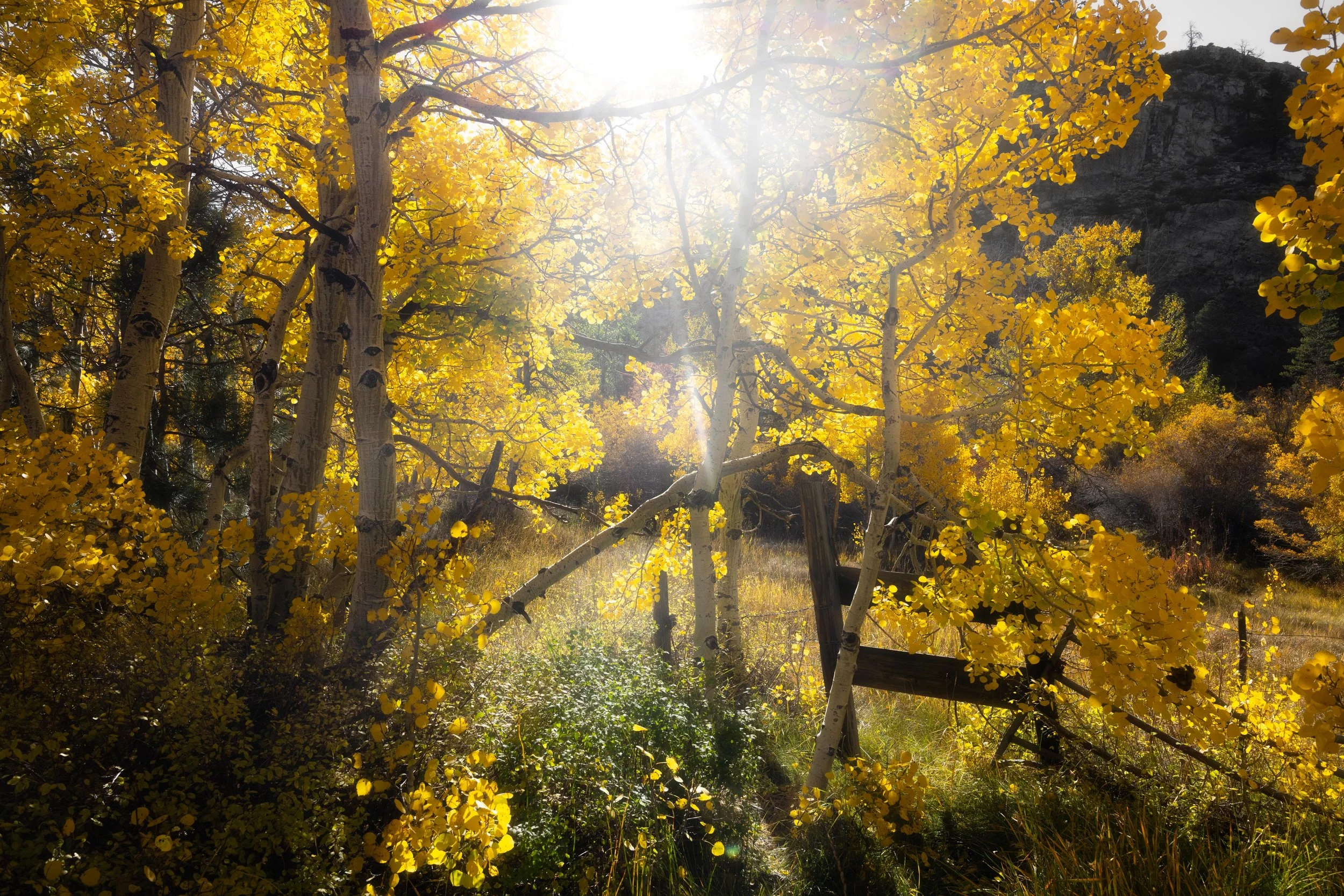 Orton-Aspens-Website-5.jpeg