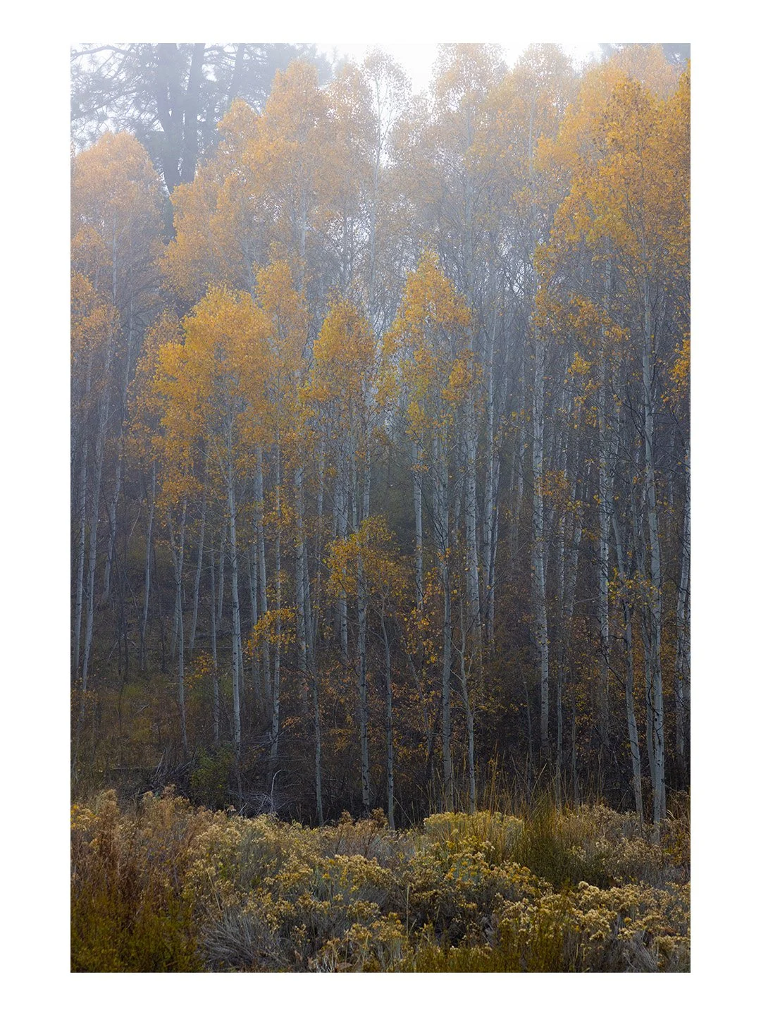 Insta-3x4-TT-Autumn-Haze.jpg