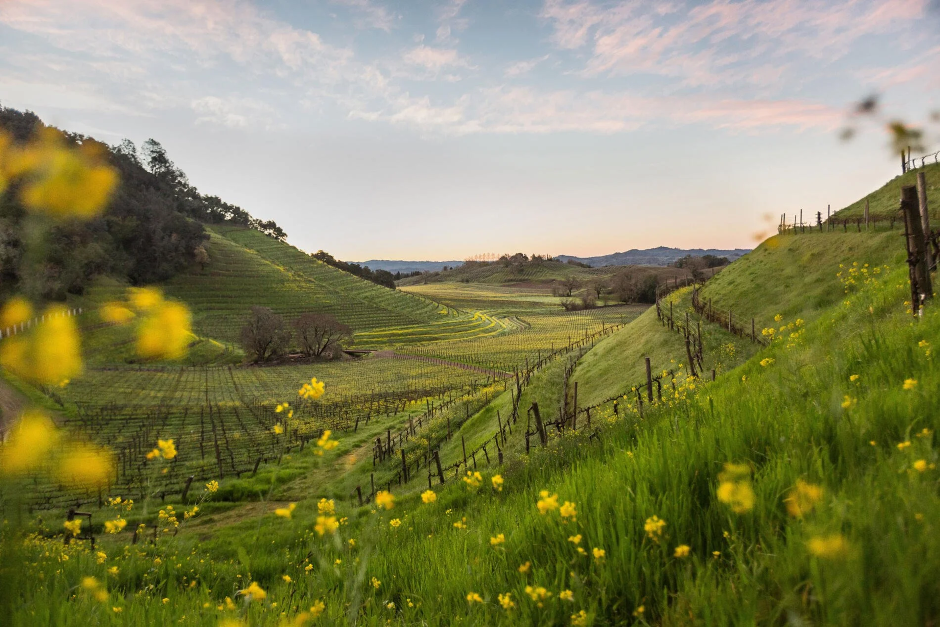 Skipstone Estate Vineyard - Skipstone