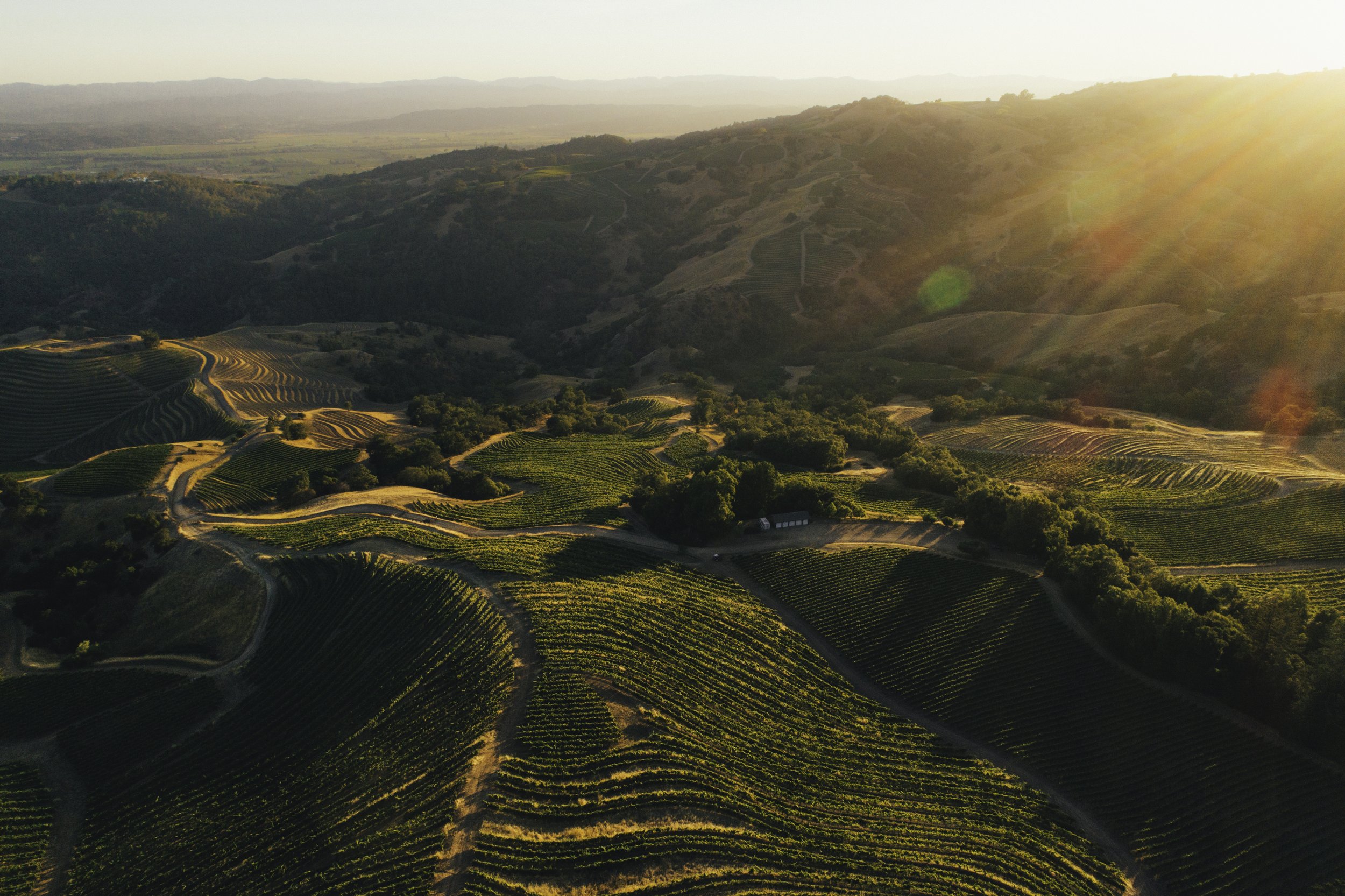 Cougar Ridge - Stonestreet Estate Vineyards