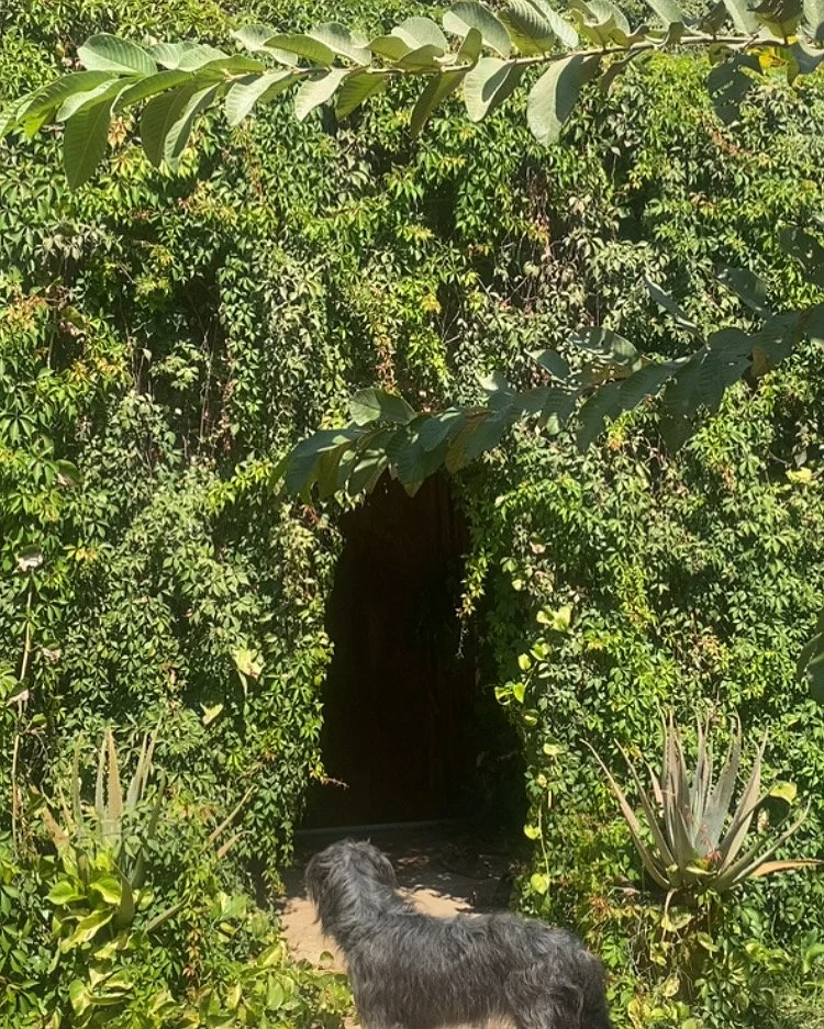 plantas.JPG