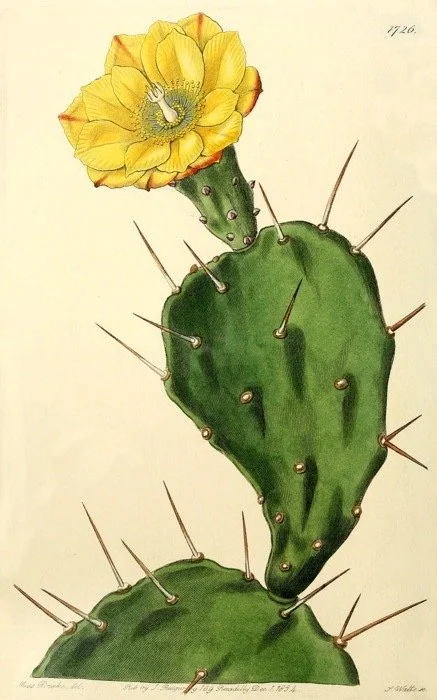 prickly pear life.JPG