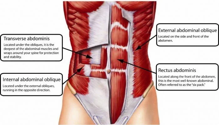 core muscles anatomy including abs hips back and pelvis