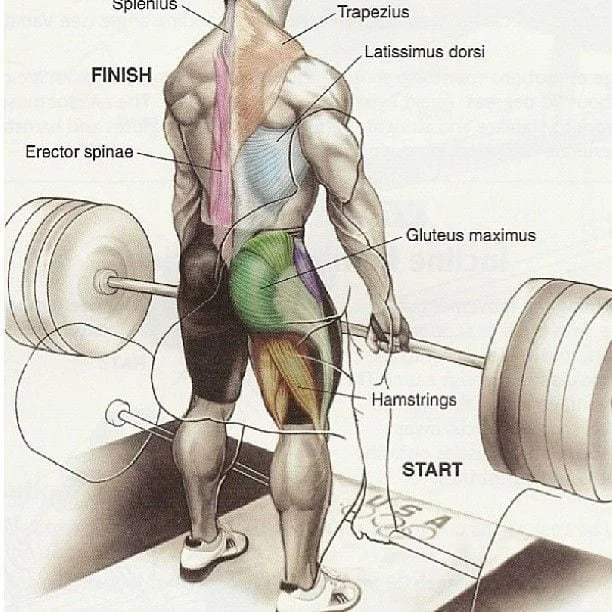 What Are My Core Muscles?