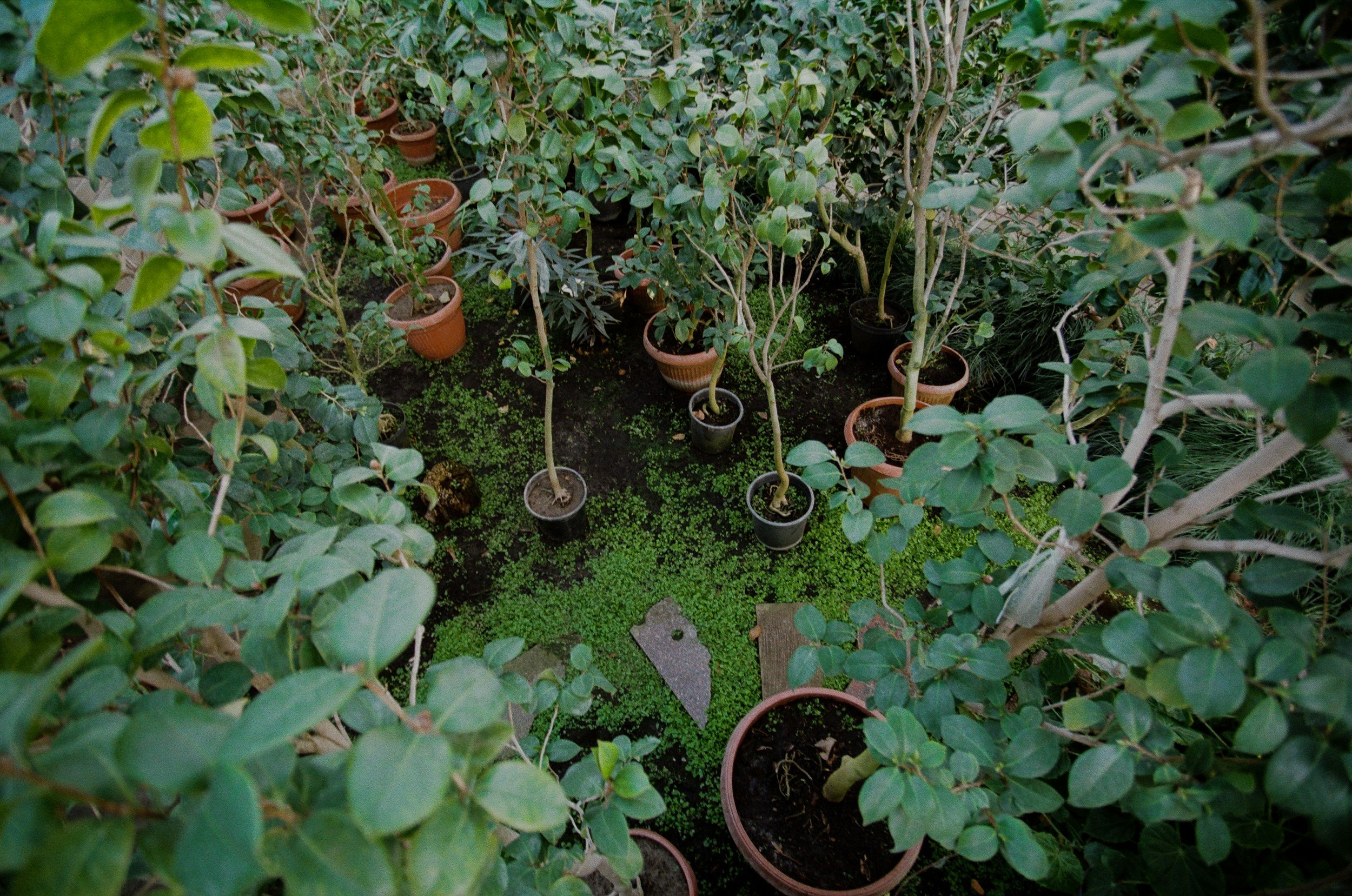 The Village of Capac is seeking Proposals for Plant and Plant Material Installation Work