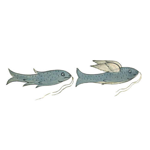 Diagram of a catfish at different stages of evolution, showing a transition from a primitive fish to a modern catfish with a prominent barbel and fins.