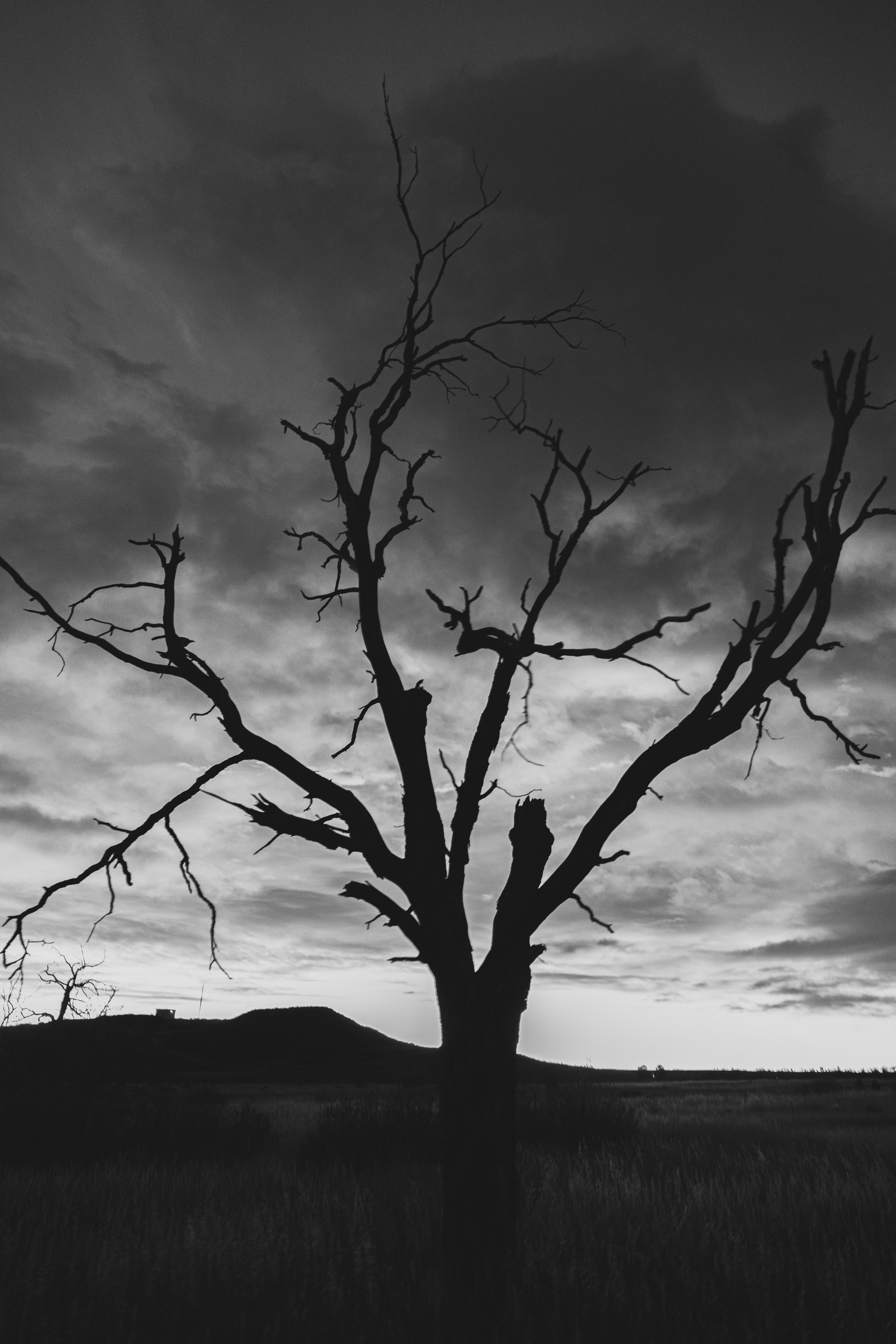 Silhouette of a leafless tree against a cloudy sky at sunset.