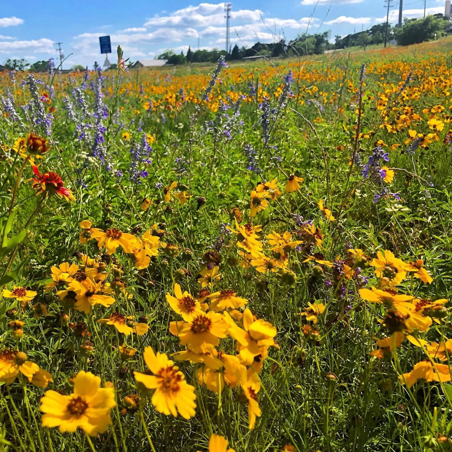 wildflowers in hindsight