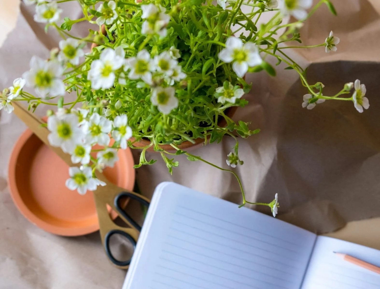 Hope Springs: A Journal Drop-In for Blooming in Place