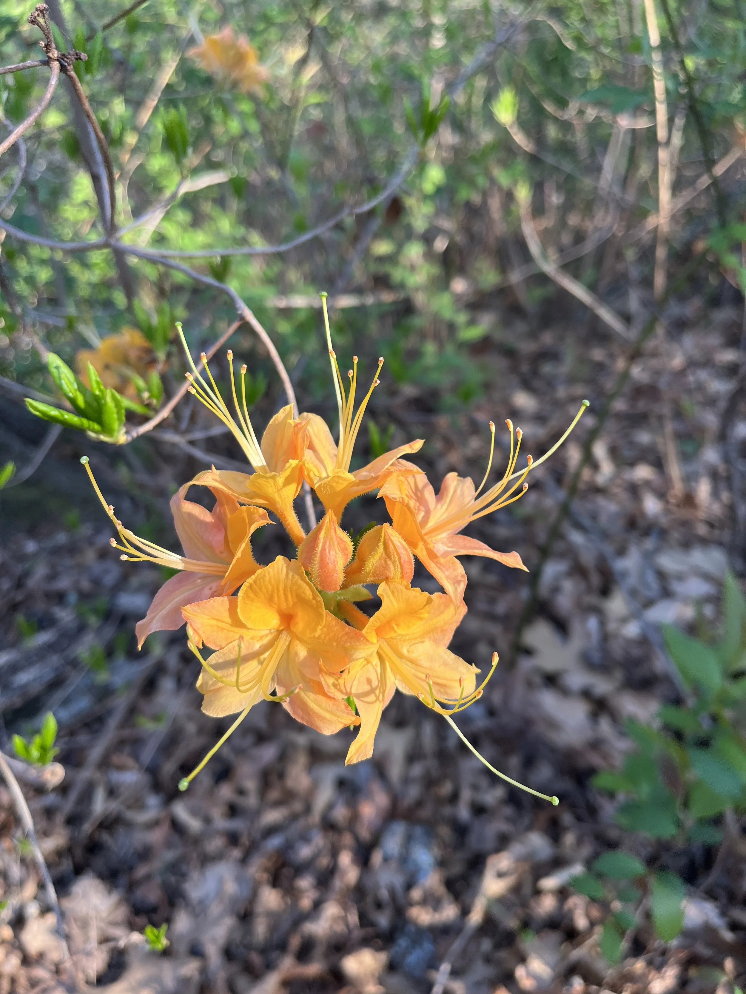 An Unexpected Companion