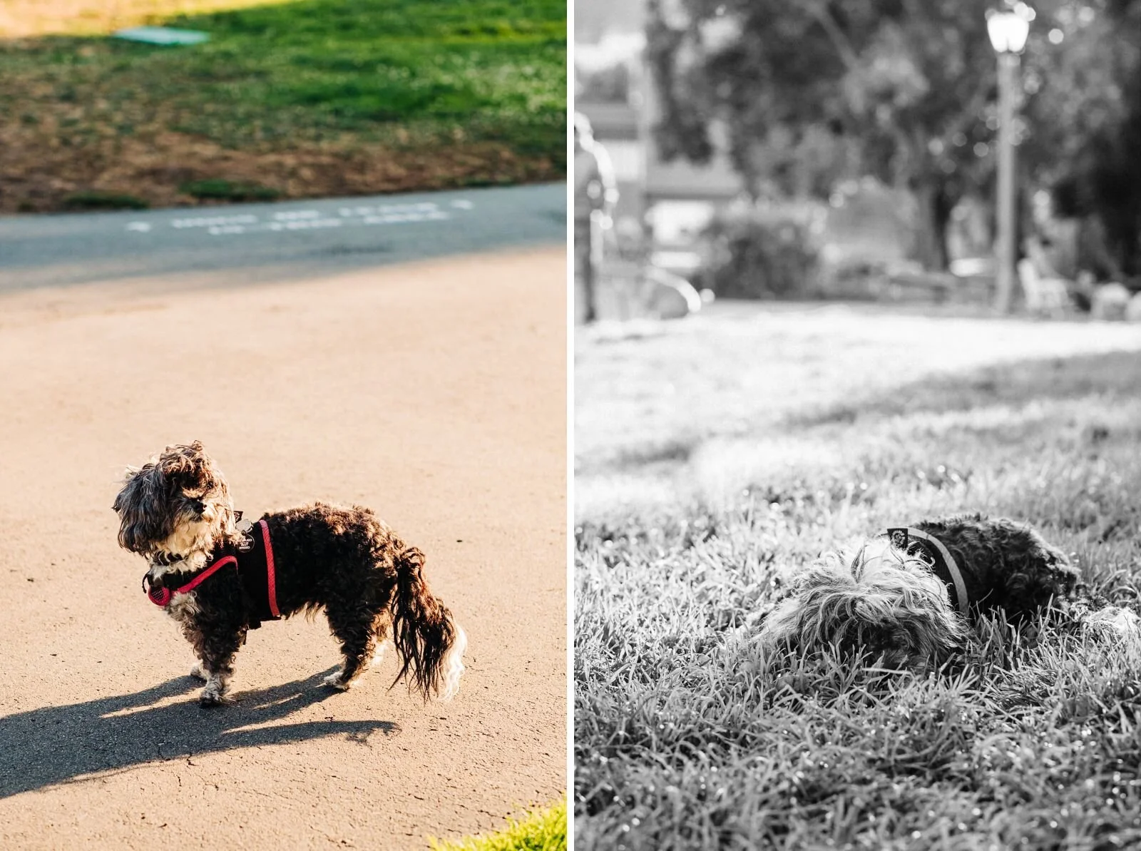 Layla // San Francisco Pet Photographer — MISTERDEBS PHOTOGRAPHY