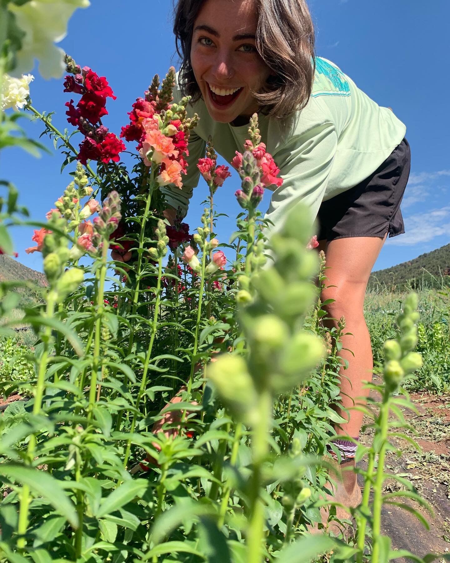 Come work with Juniper this summer!

Seeking a part-time employee for the summer to help on the farm AND with floral design. Approximately 3 days/week. :) 

For more information visit link in bio / website (juniper-farm.com)
