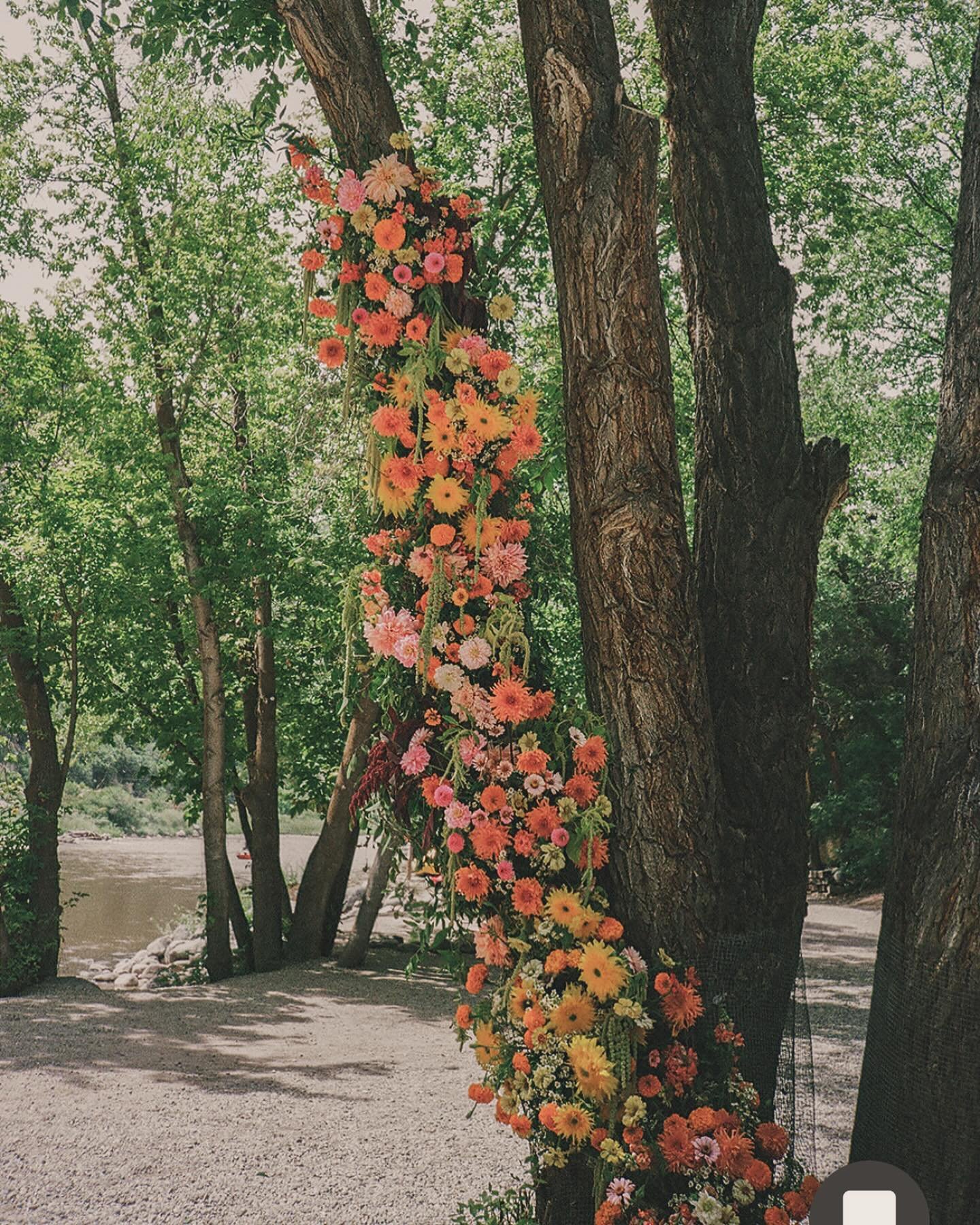 The beauty of summer florals- juicy color palette, a river ceremony, and all the vibrant floral varieties.

Photo: @kelly.miller.studios 
Planner : @stunningandbrilliantevents 
For : @littleroamingblonde 

#farmtovase #wedding #funweddingflorals