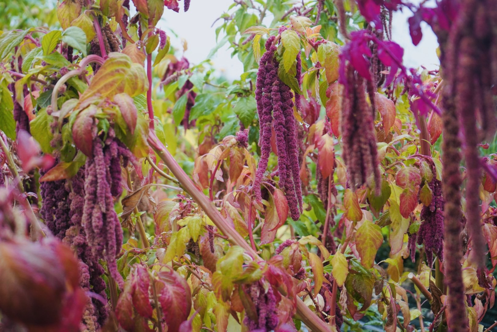 farm-flowers-carbondale.jpg