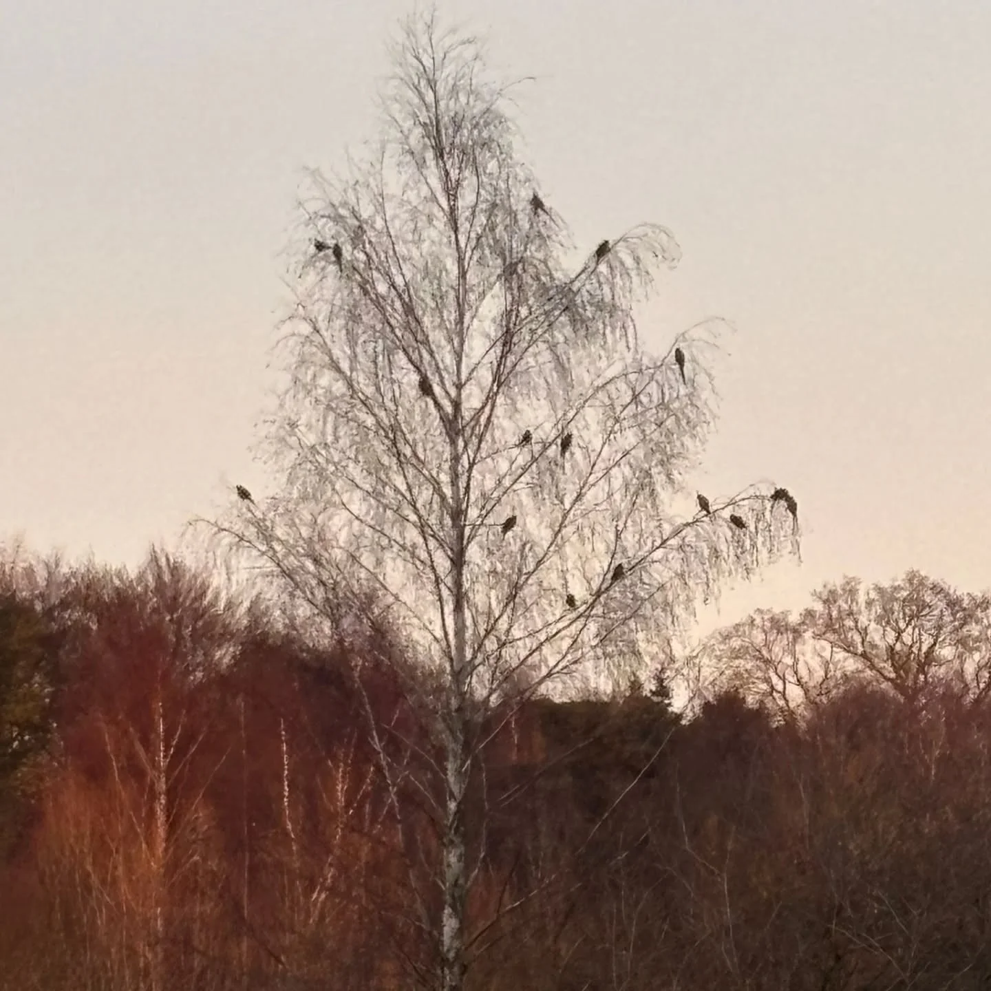 Tree full of parakeets at Marston Marshes today! All told, a Christmas of woodpeckers, little egrets and long tailed tits. Lapwings on the way to Yarmouth. A pleasure to sit on the passenger side and not be on the way to work π