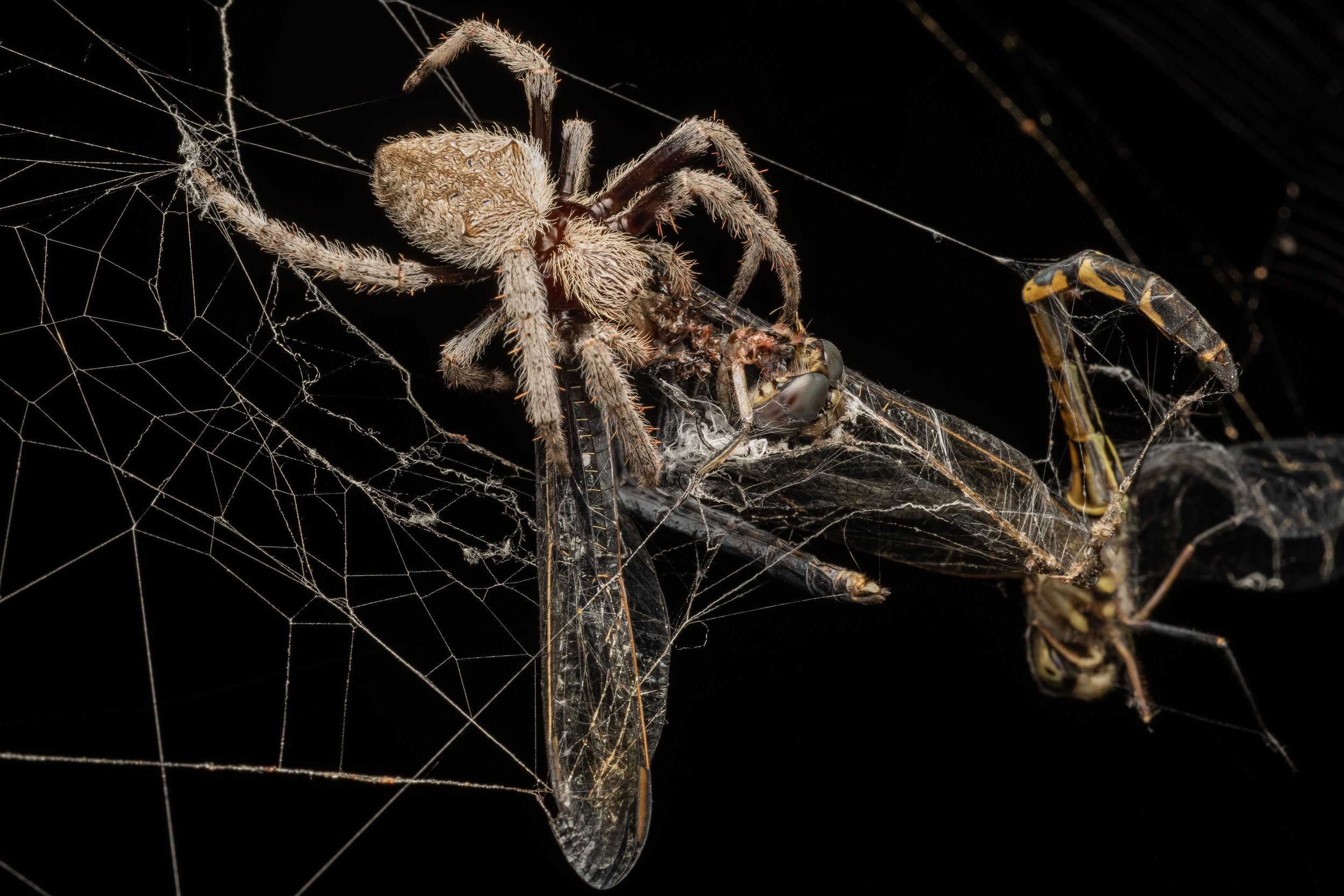 Orb_Weaver_Spider+dragonflies_20221210_Pine_Mountain_Qld_DSC_1326.jpg