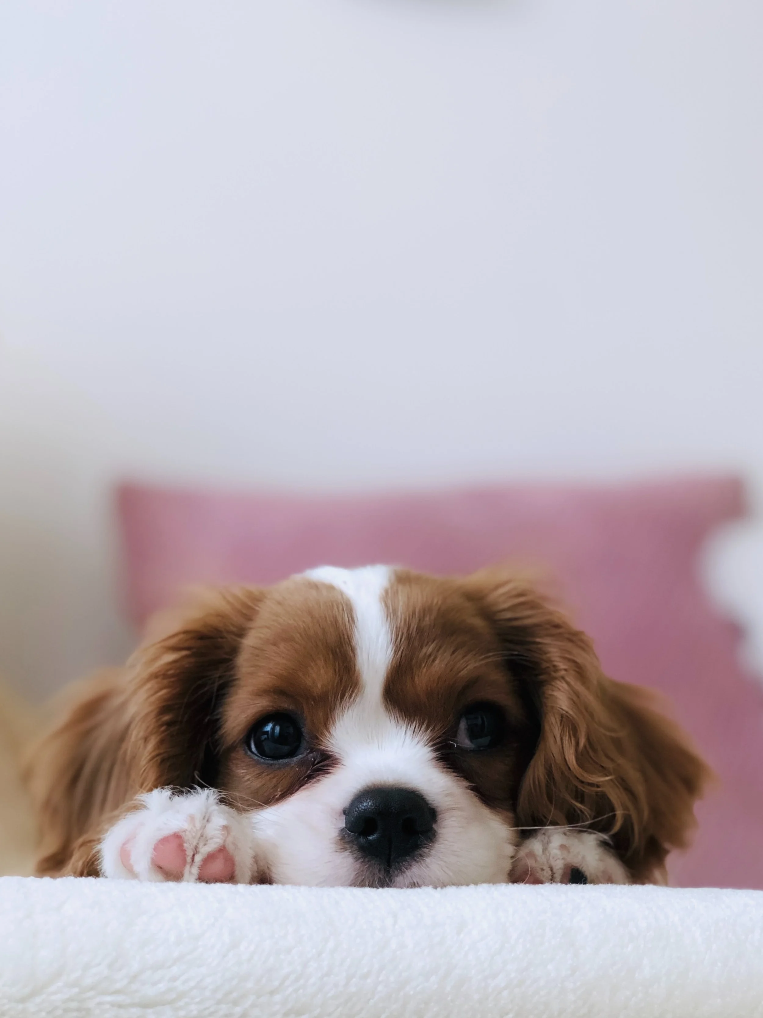 5 Training Tips For A Well Behaved Dog