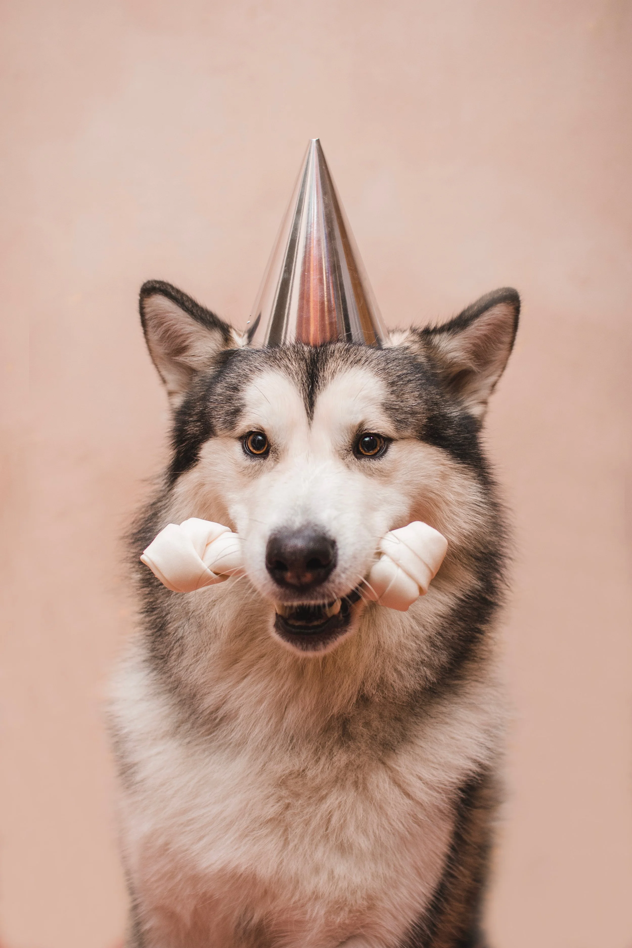 How to Plan the Best Birthday Party for your Pup!