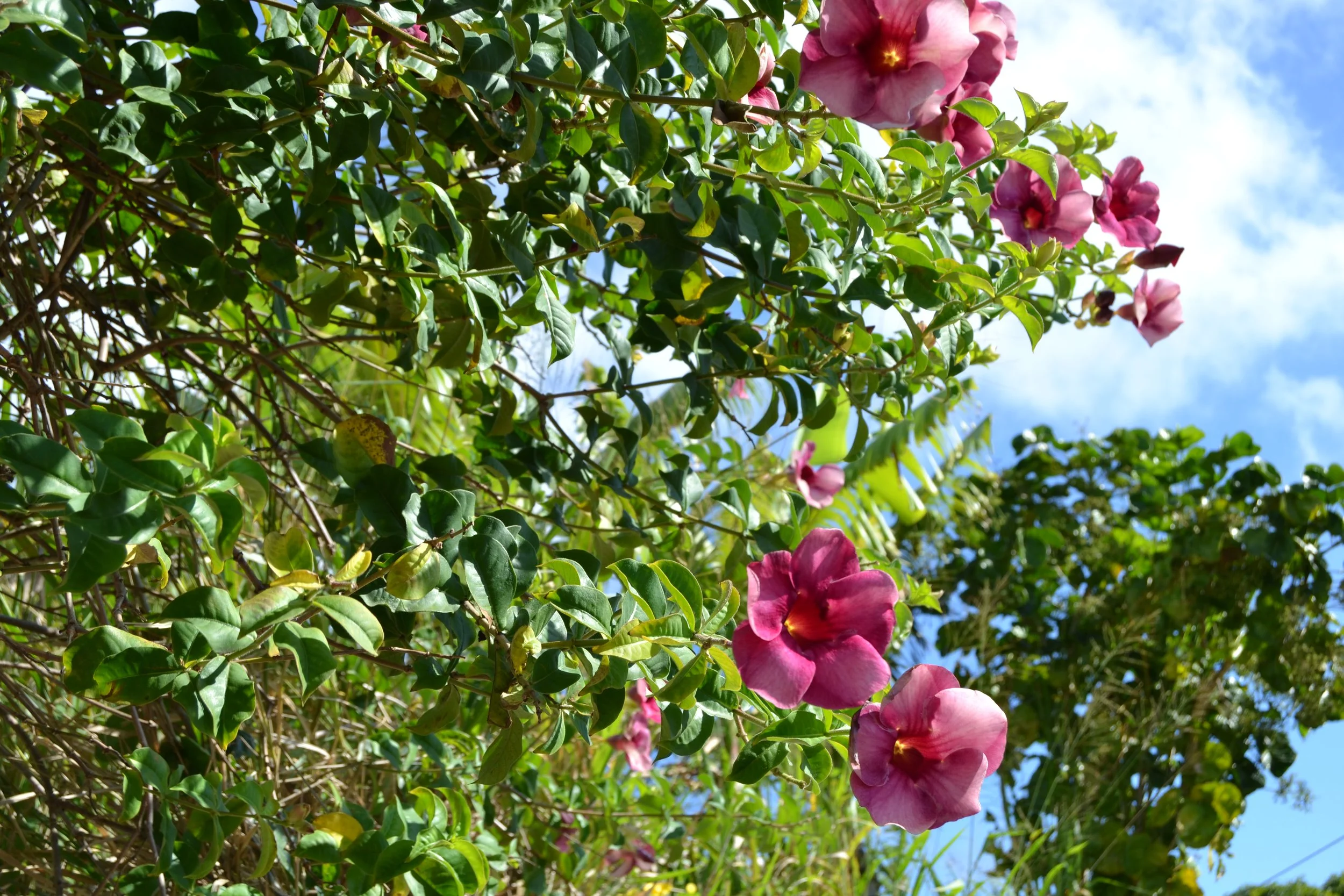 DSC_0016.JPG