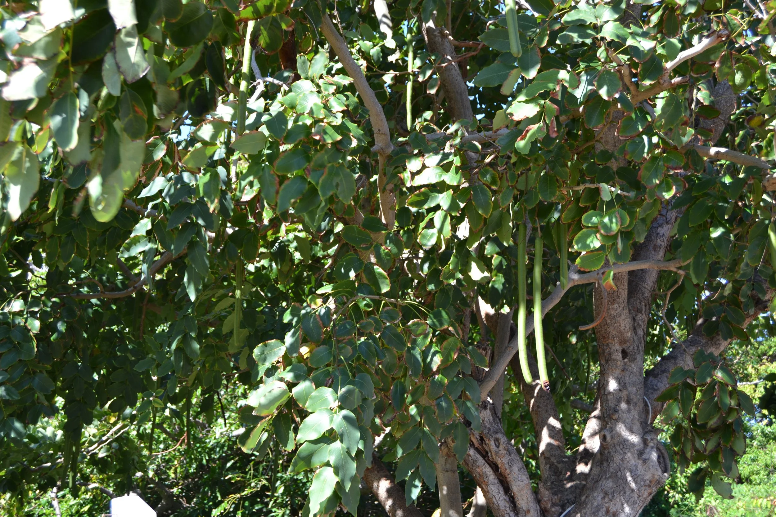 DSC_0076.JPG