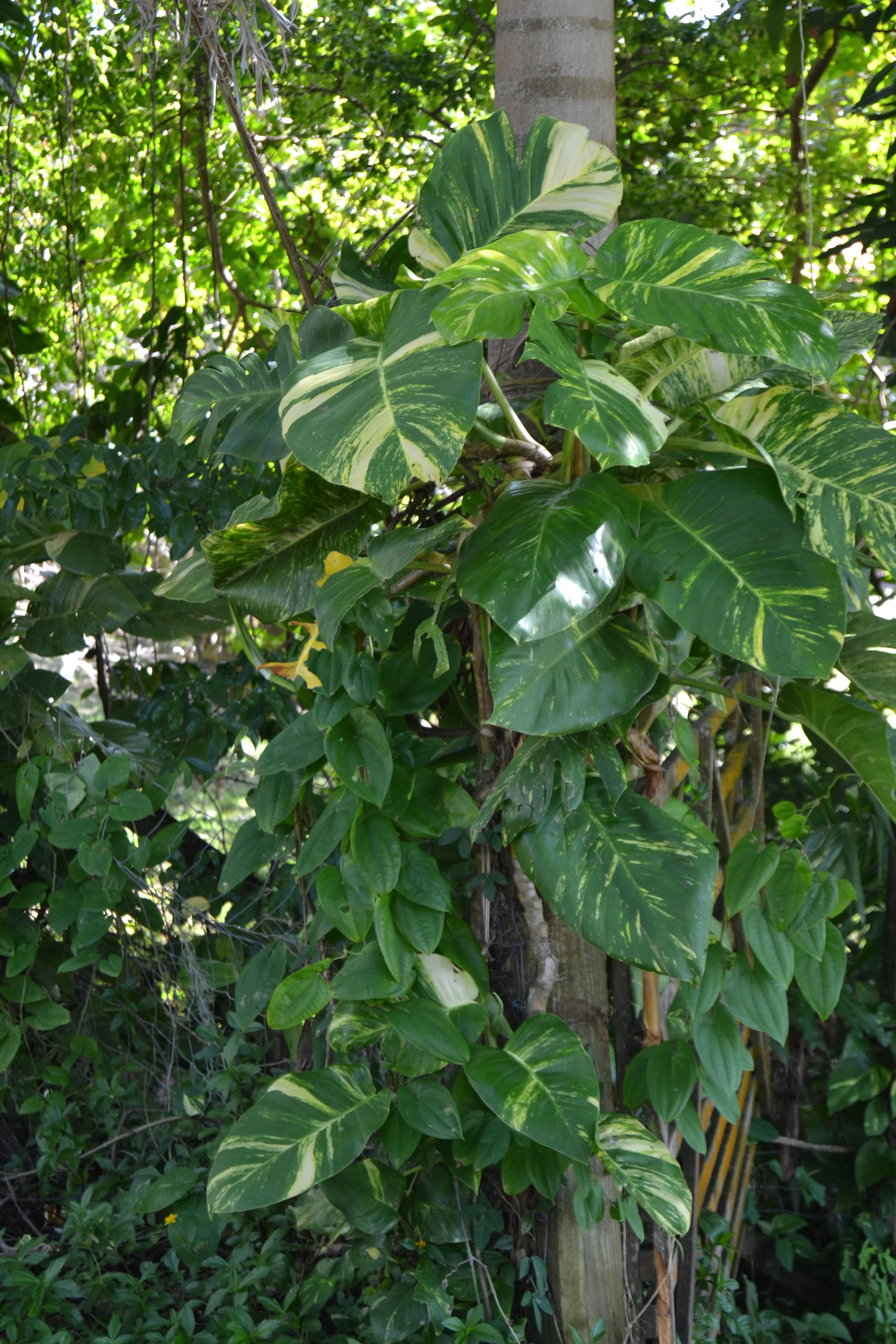 DSC_0147.JPG