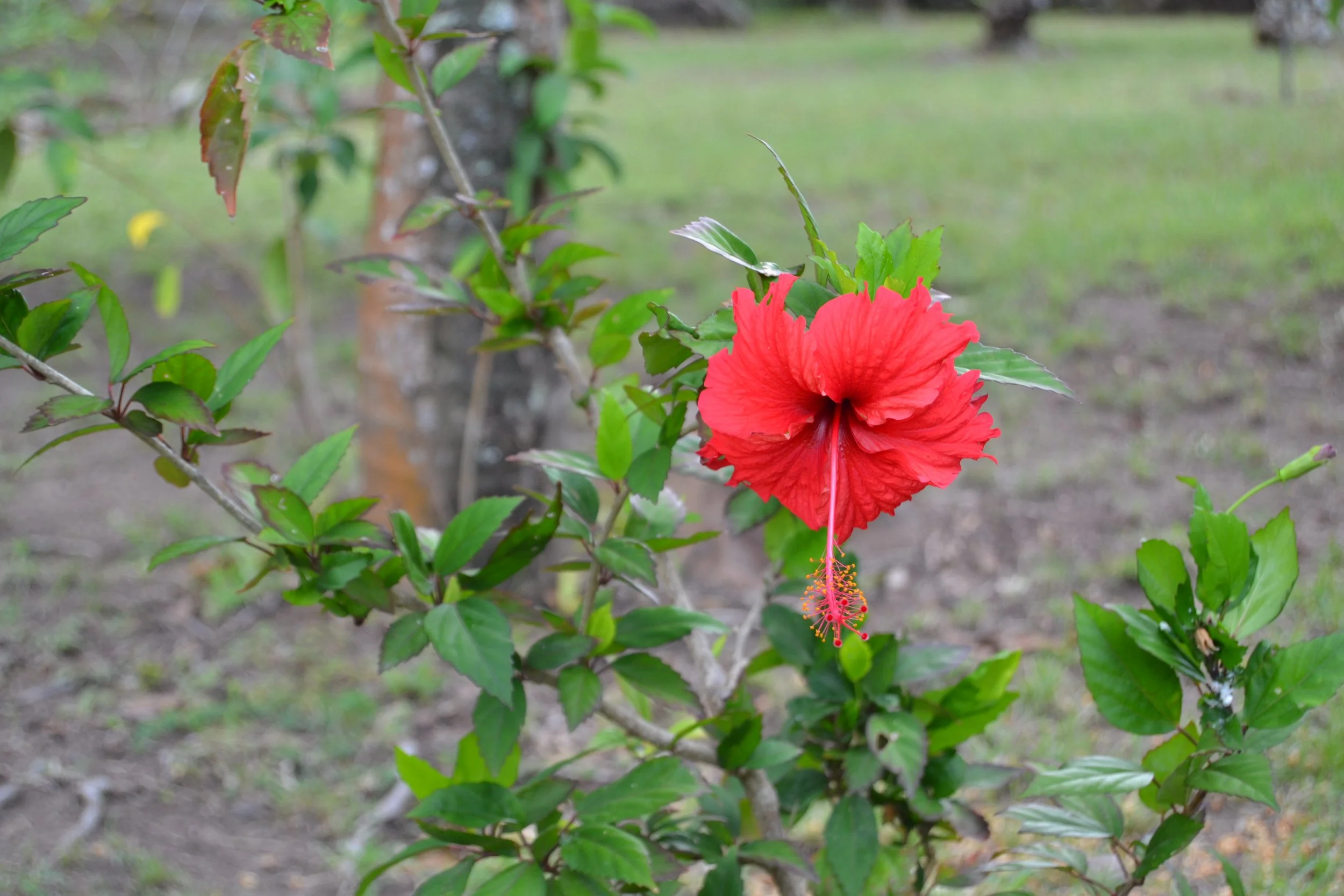 DSC_0184.JPG