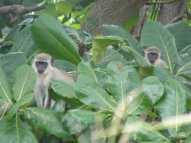 monkey 3.jpg