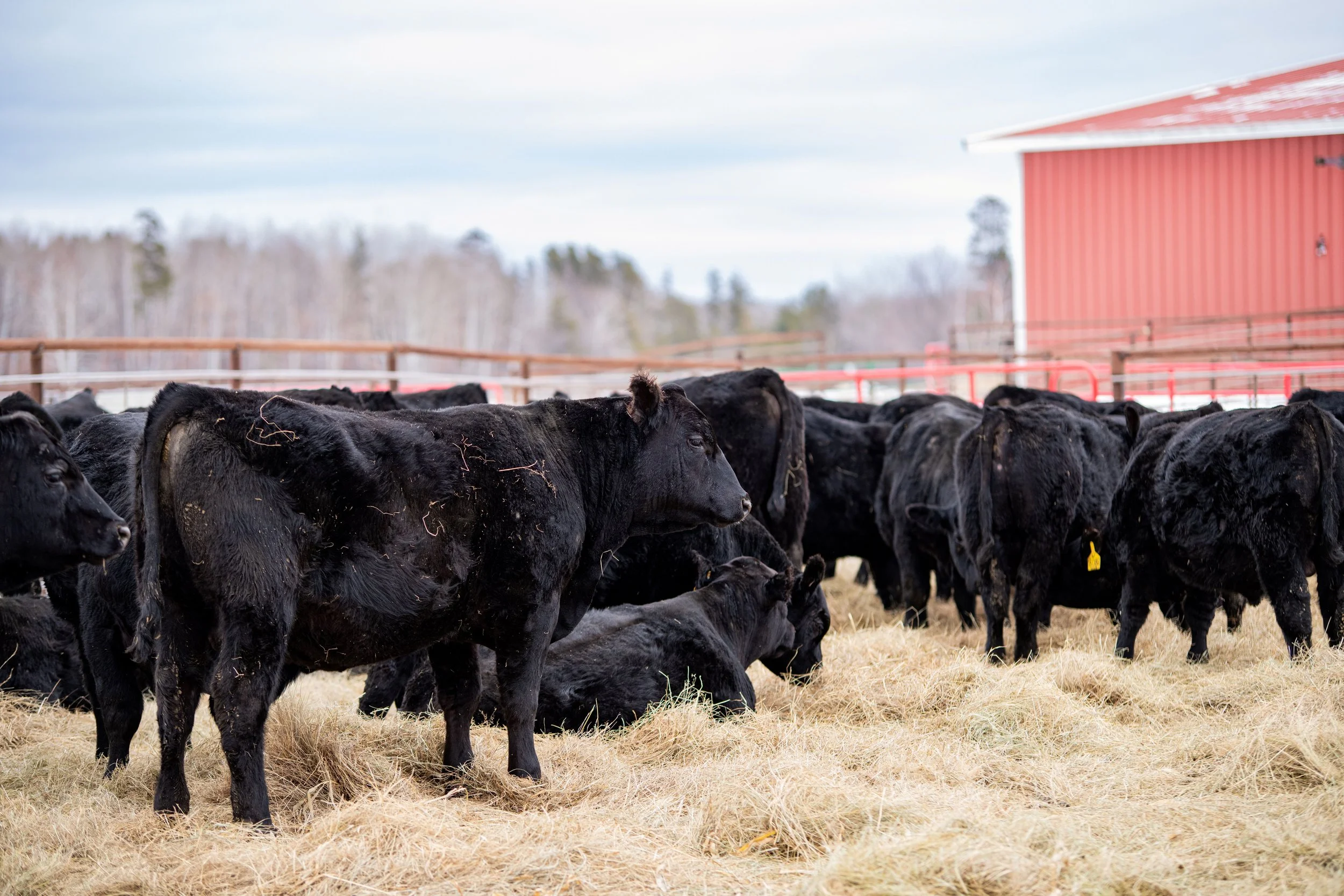 Wilde Angus Ranch