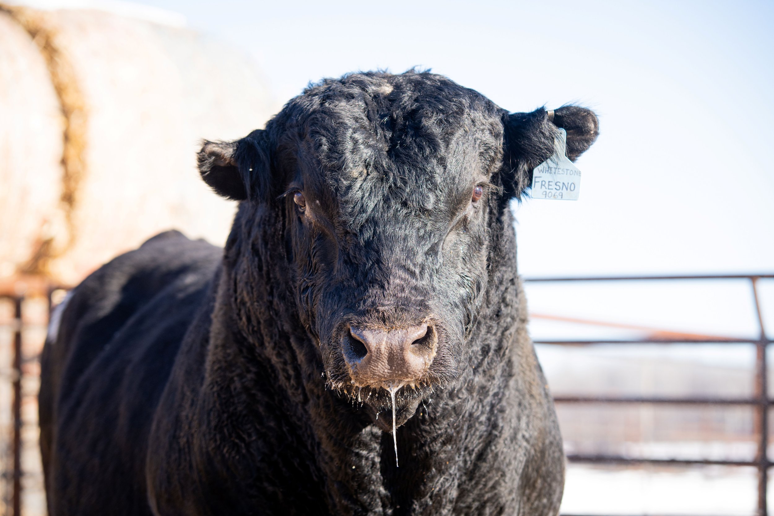 Announcements — Wilde Angus Ranch