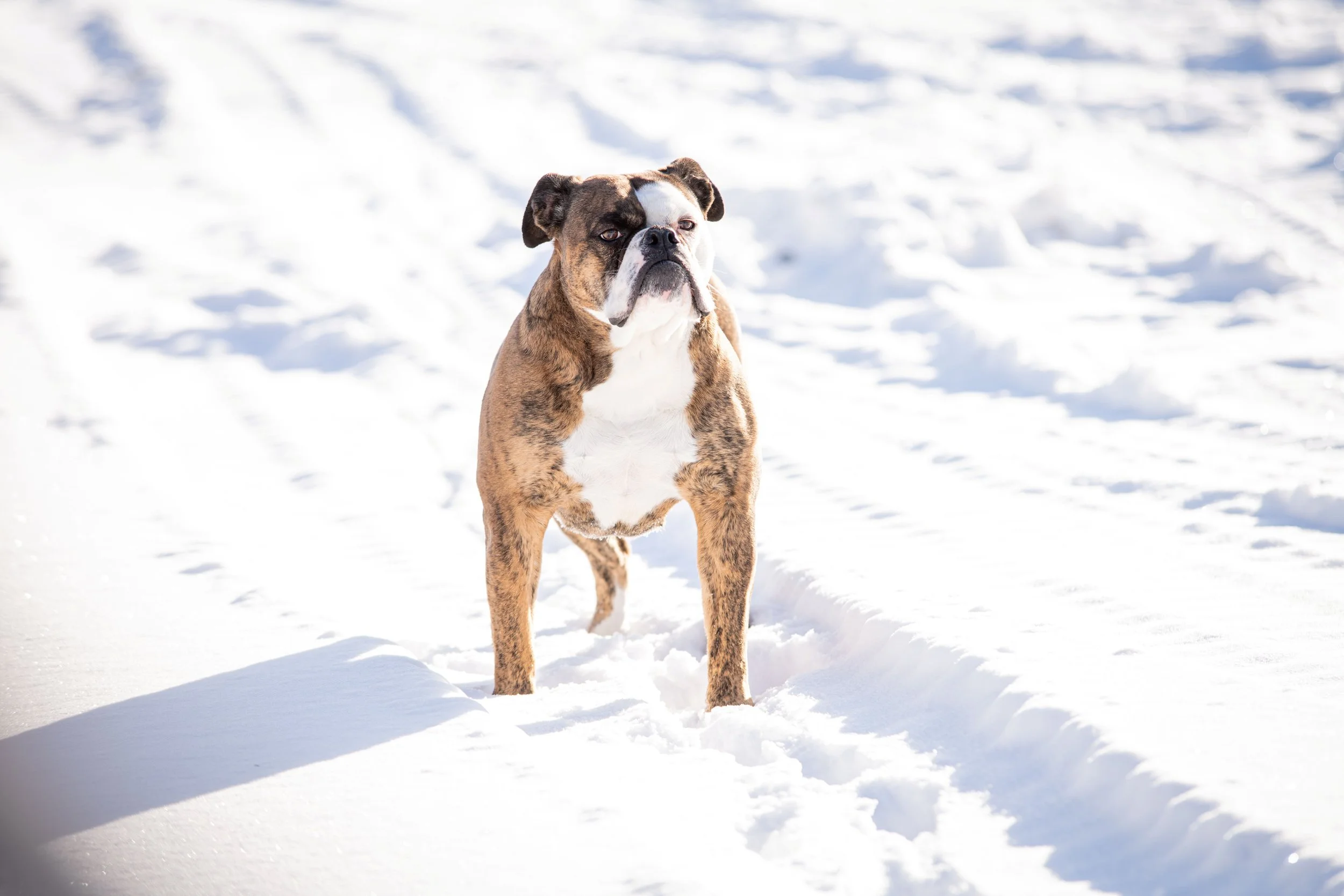 Big Time Cow Dog Filler.jpg