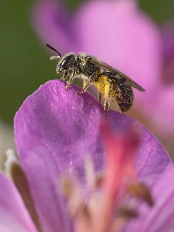 National Native Bee Monitoring Network