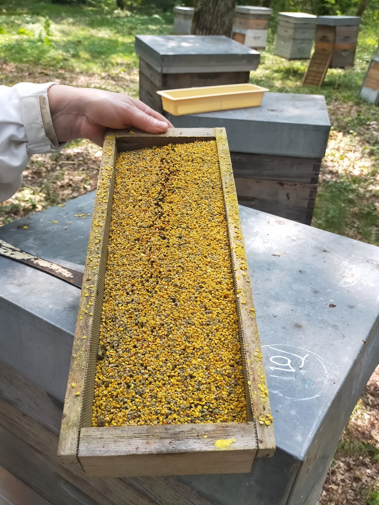 Pollen frais de Châtaignier 
