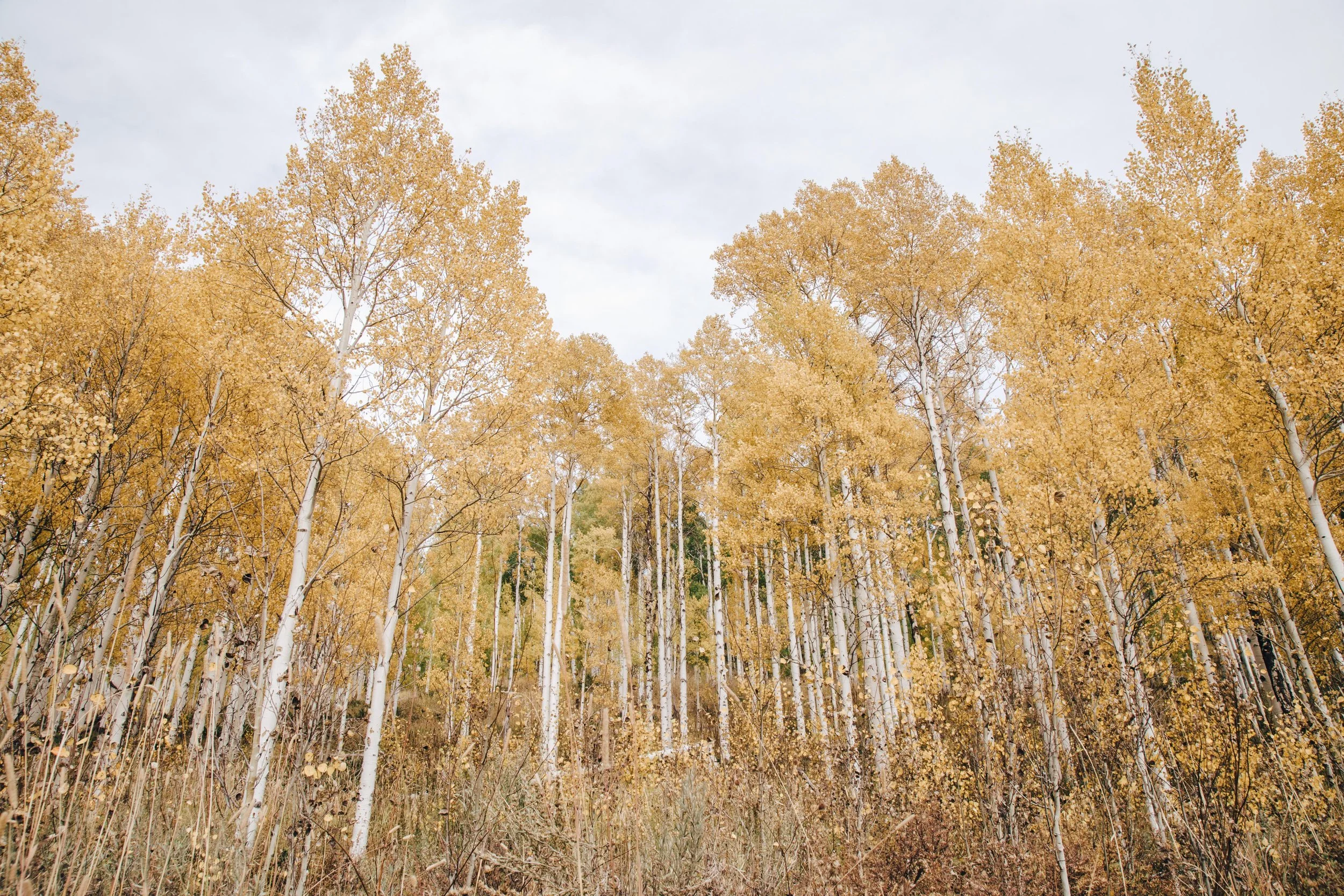 Group of golden aspen trees in fall in Colorado