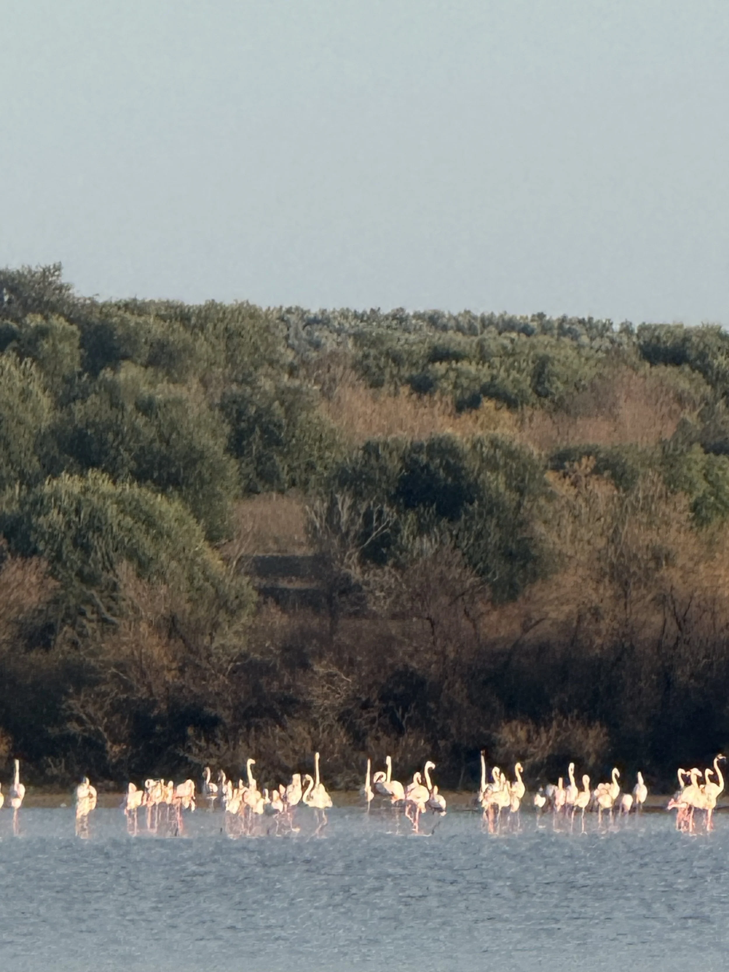 A group of flamingos standing in a lake at a yoga retreat held by yogabreathworks of kingston upon thames