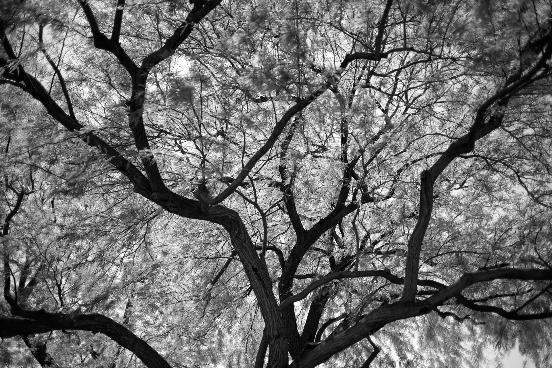 Palm_Springs_0058 copy.jpeg
