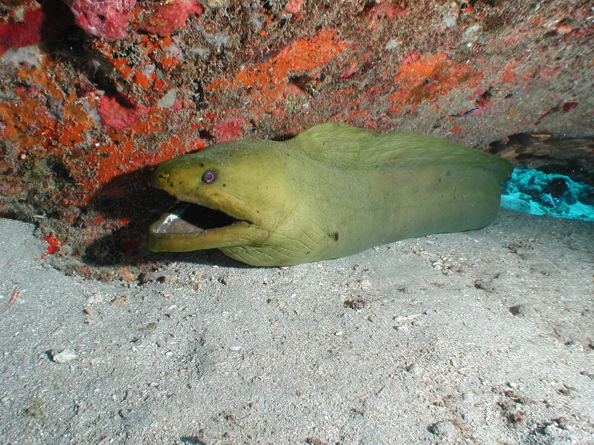 green moray04.jpeg