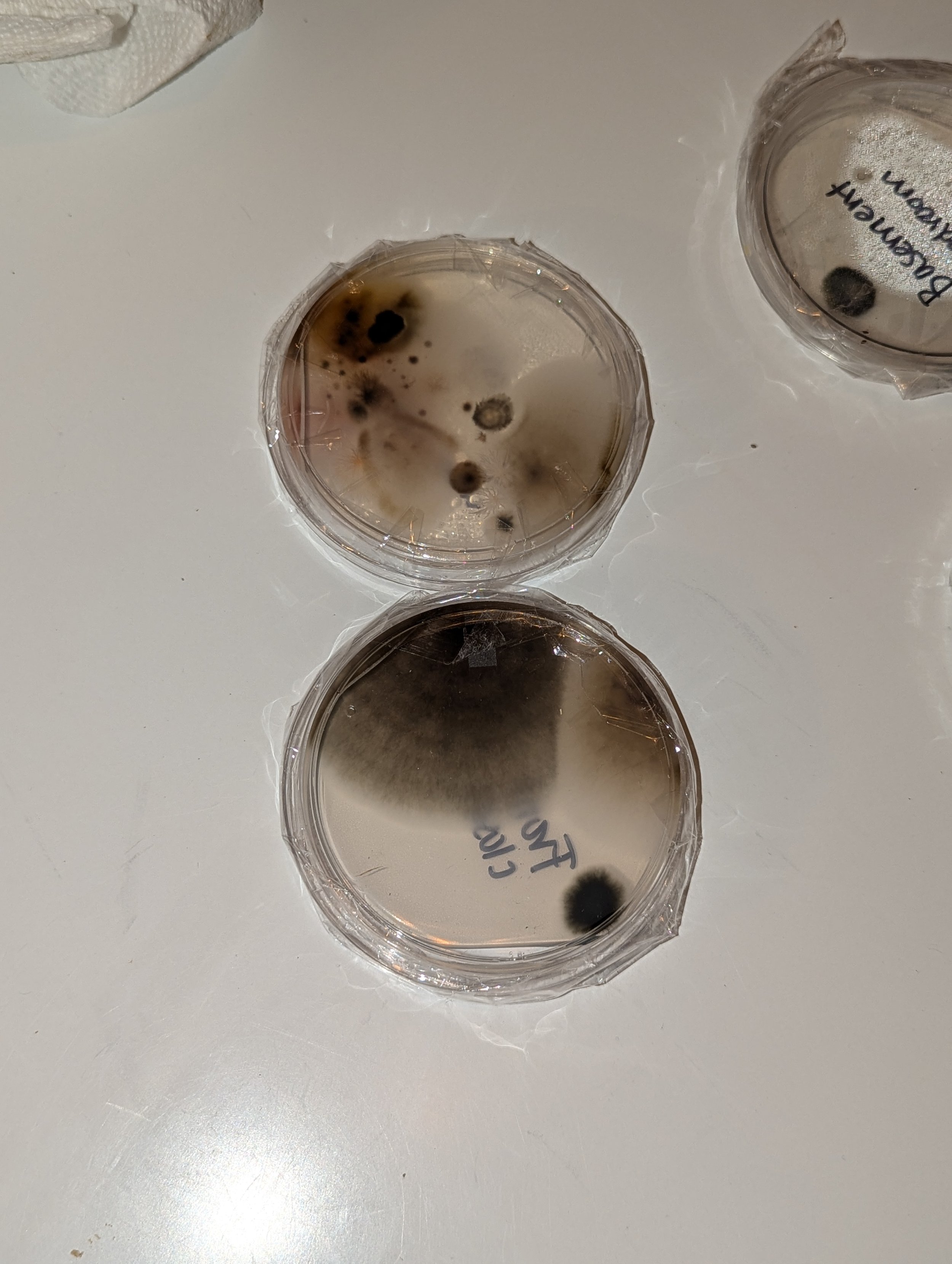 Our Mold Story