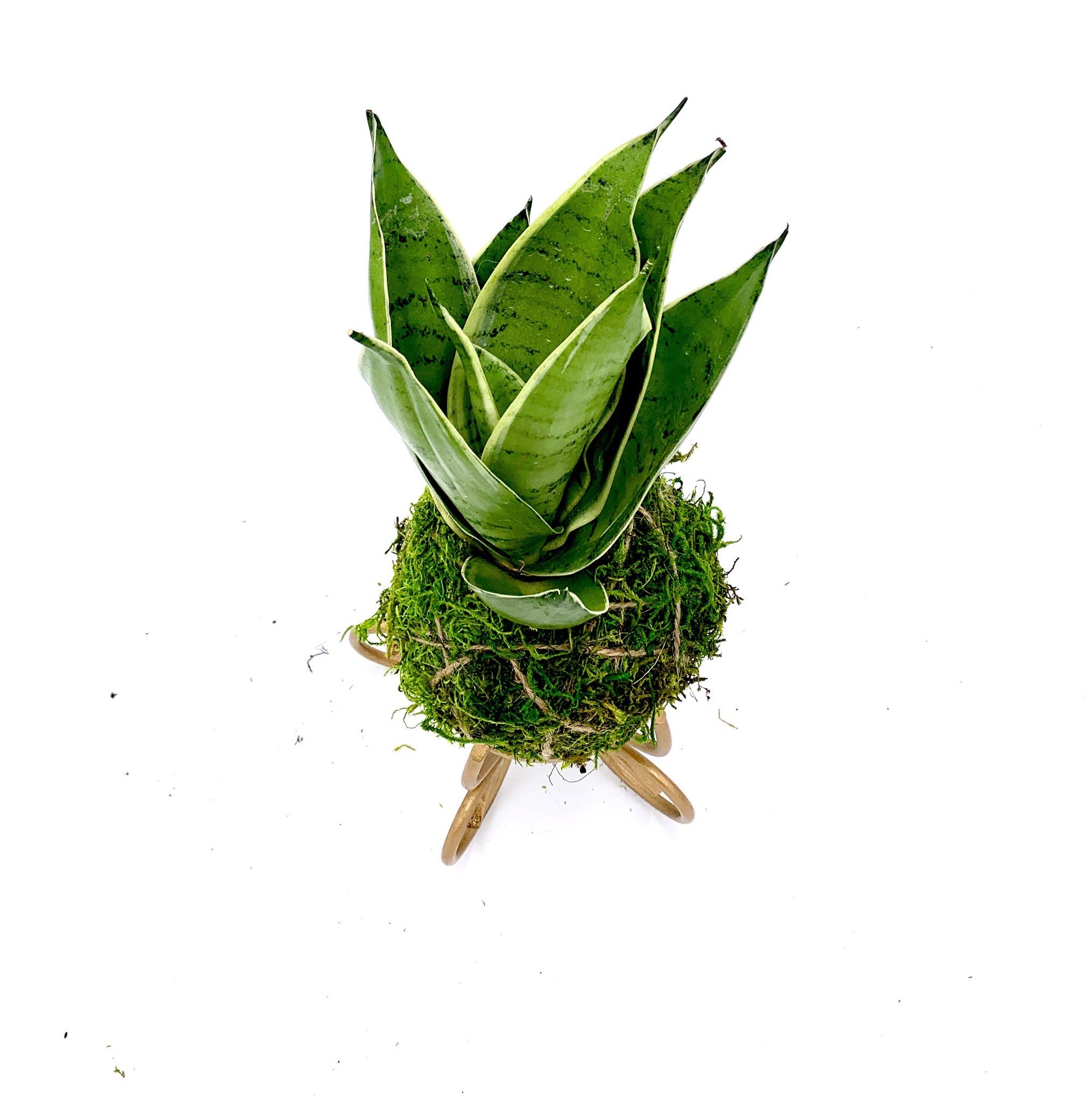 Kokedama Snake top view.jpeg