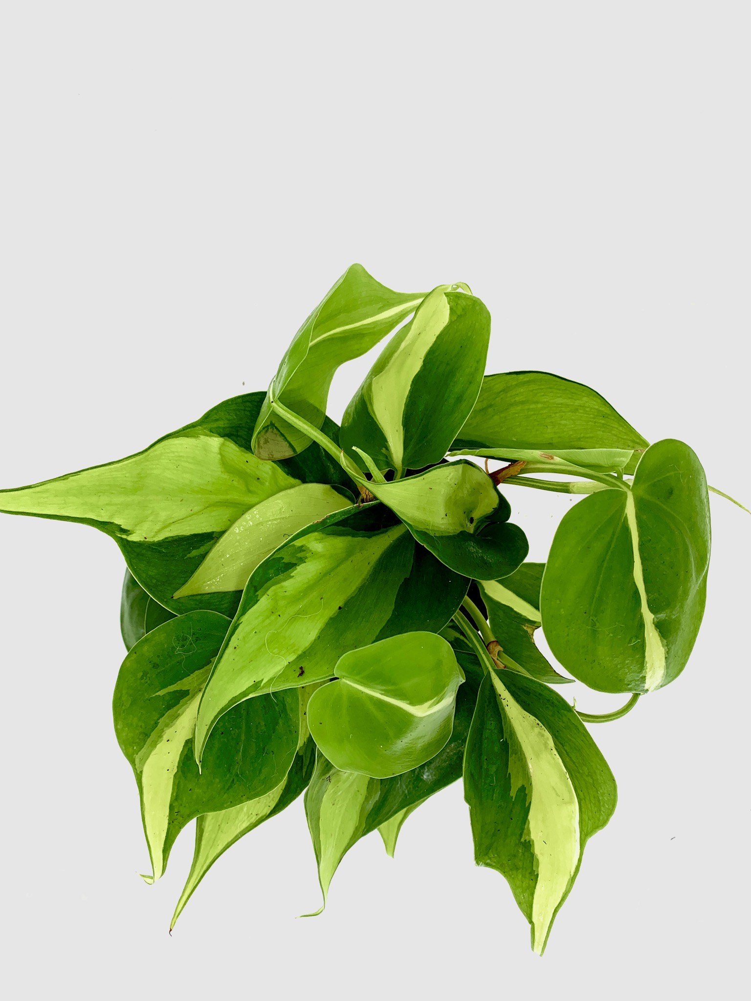 Philodendron Brazil top view.jpeg
