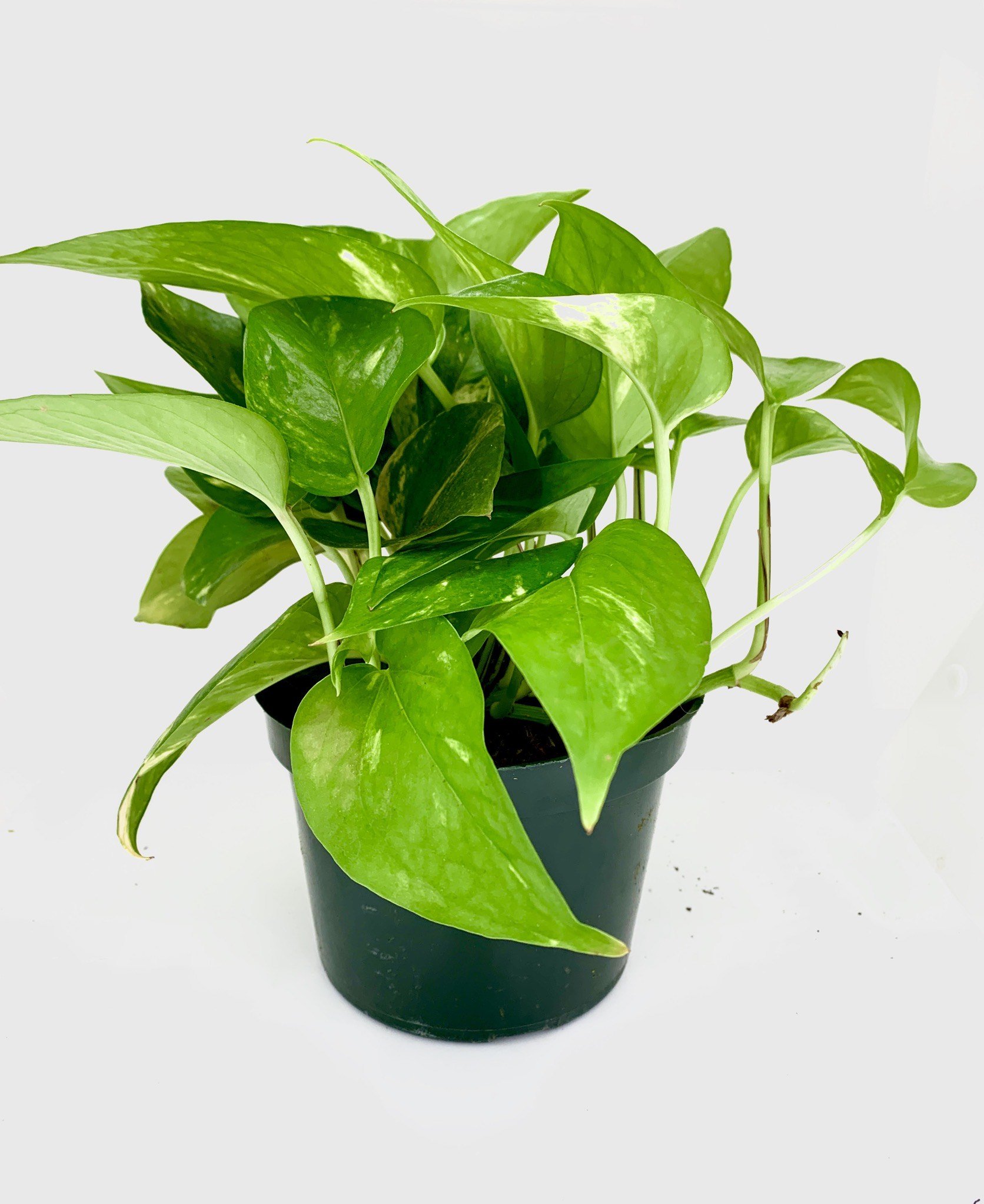 Golden Pothos Potted.jpeg